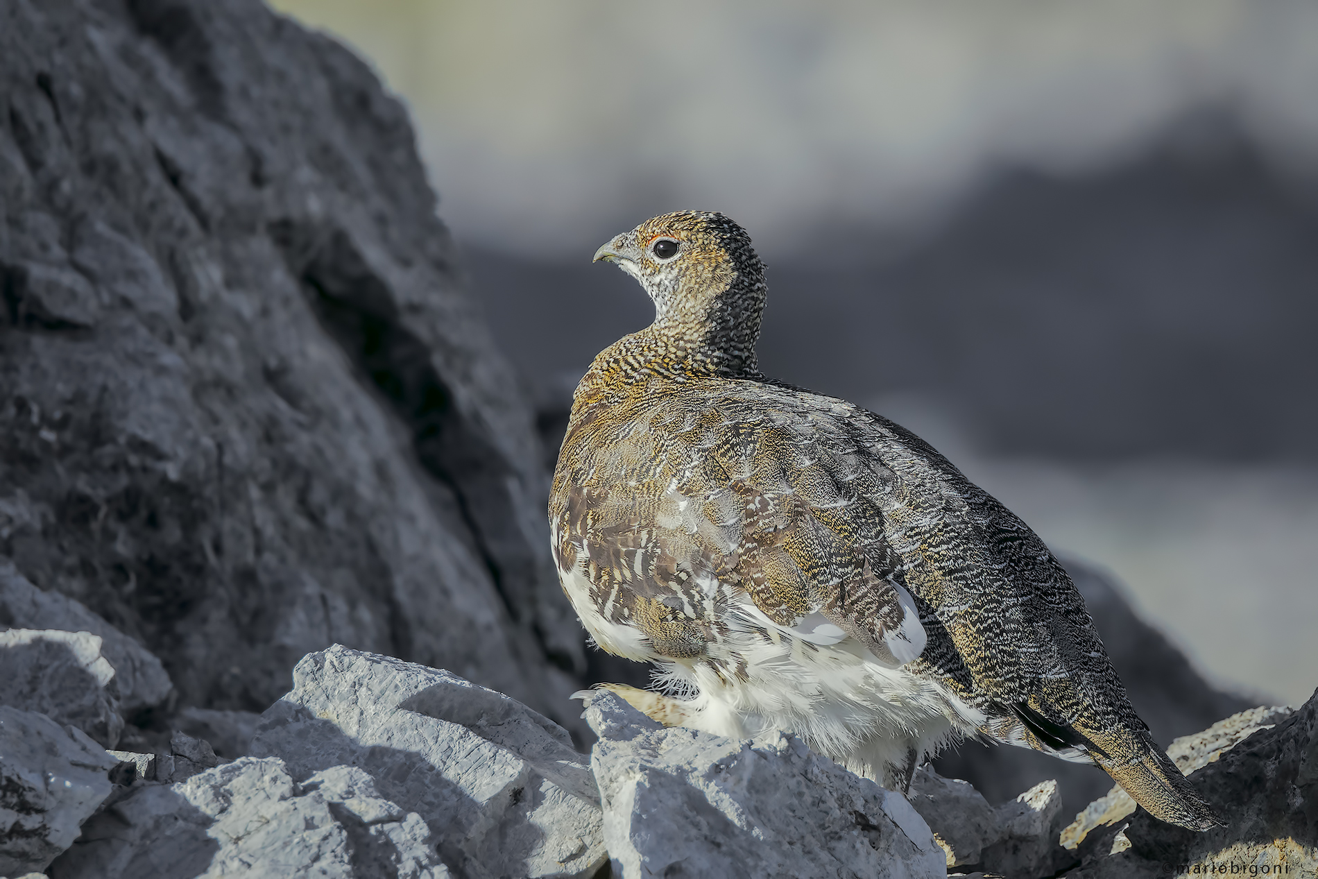 Ptarmigan