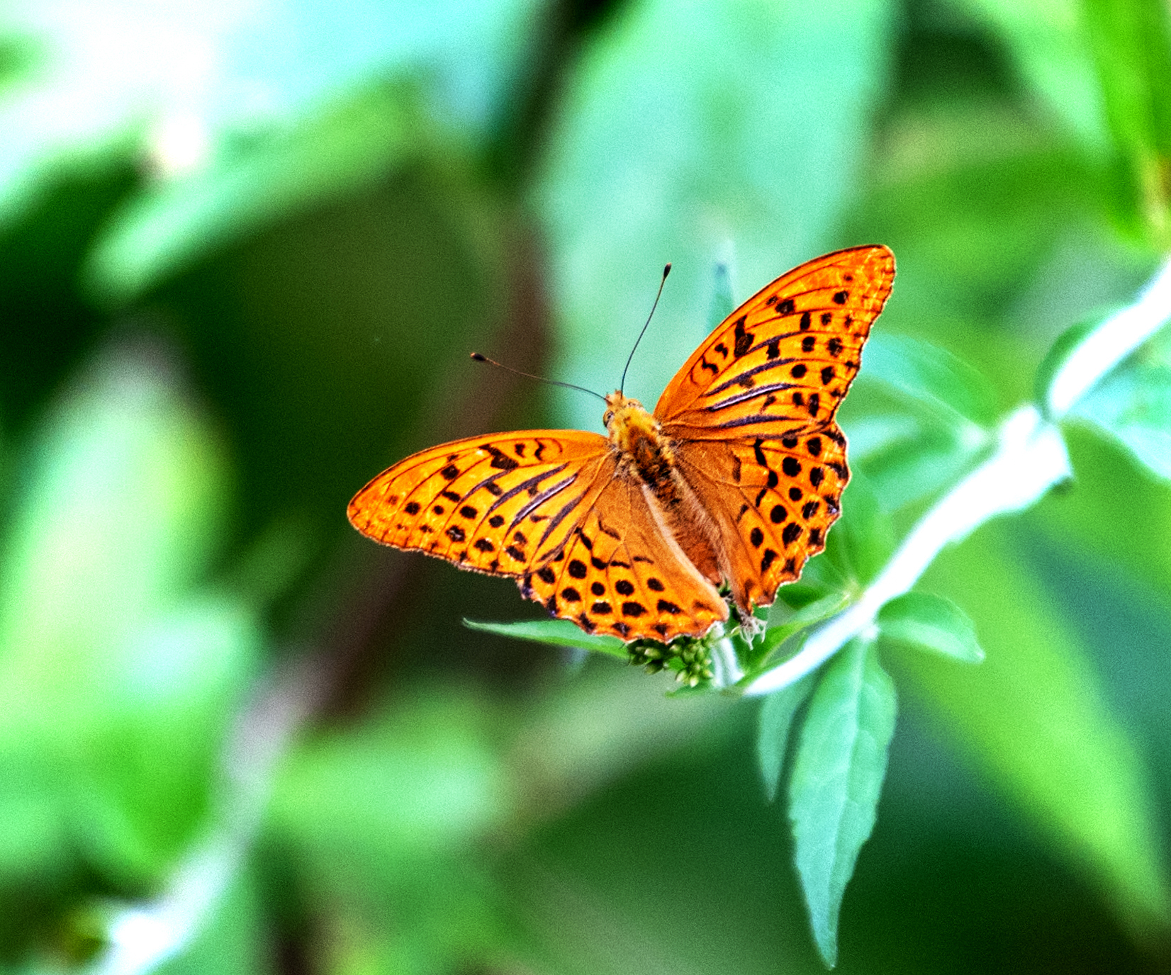 Pafia | Argynnis paphia