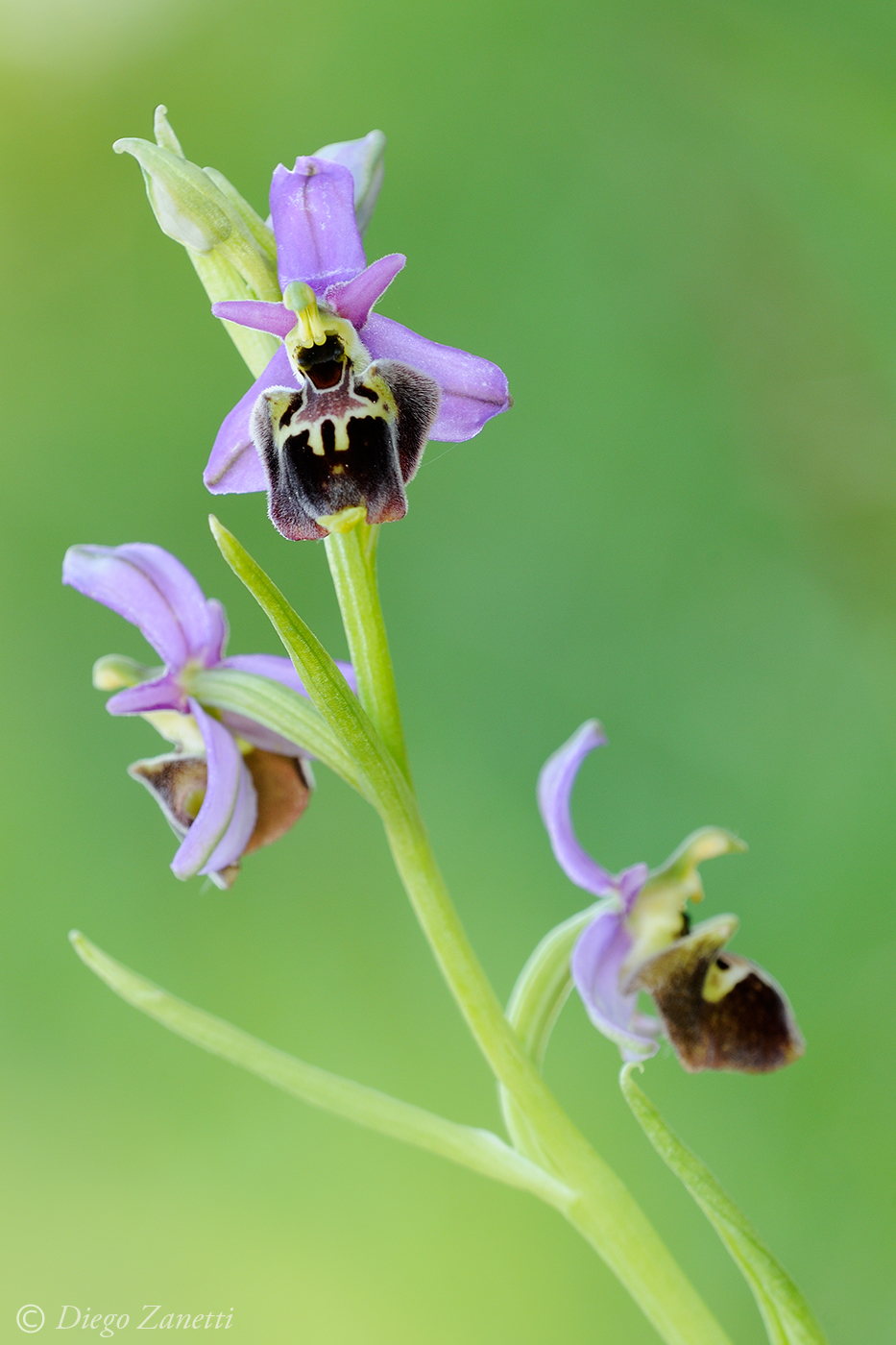 Ophrys holosericea