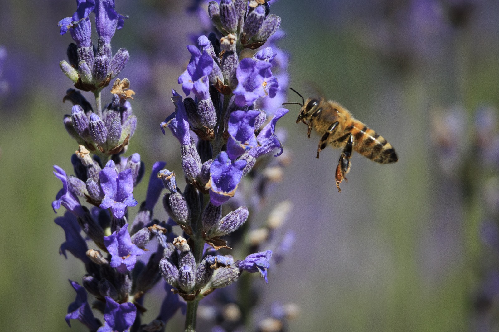 Visitatori delllavandeto