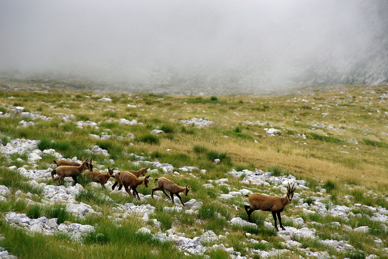 Abruzzo chamois