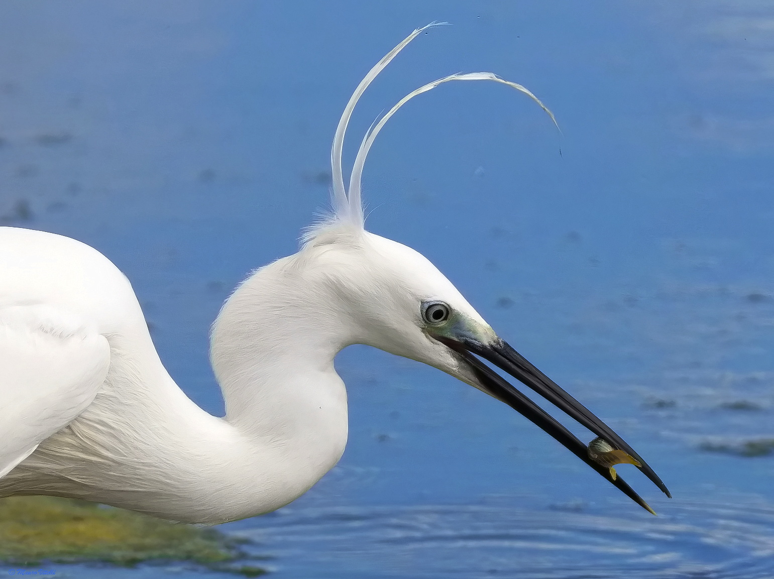 Egret