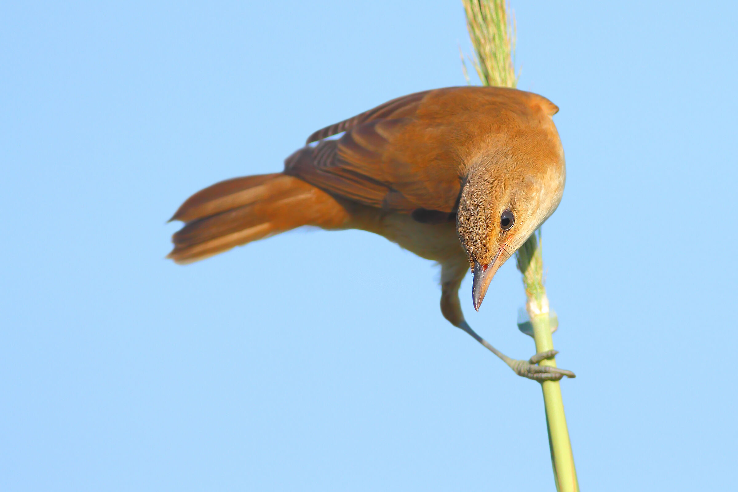 Cannareccione