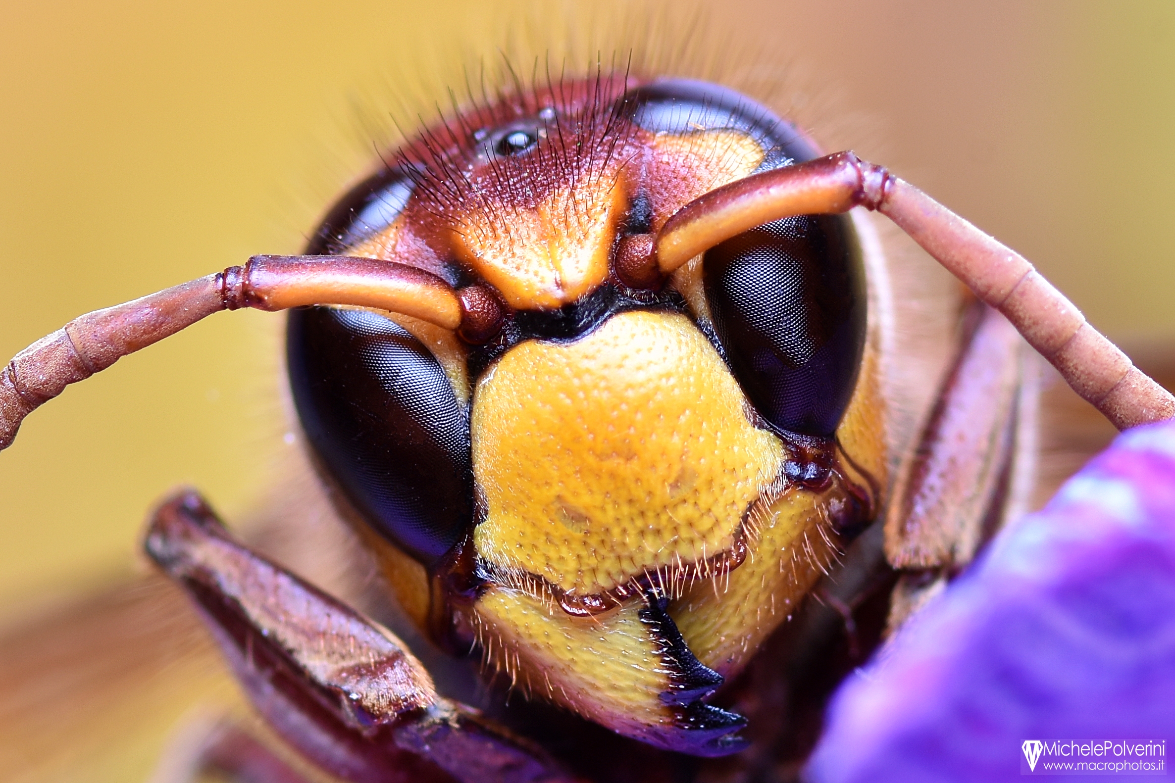 Vespa Crabro -European hornet- 24 July 2022
