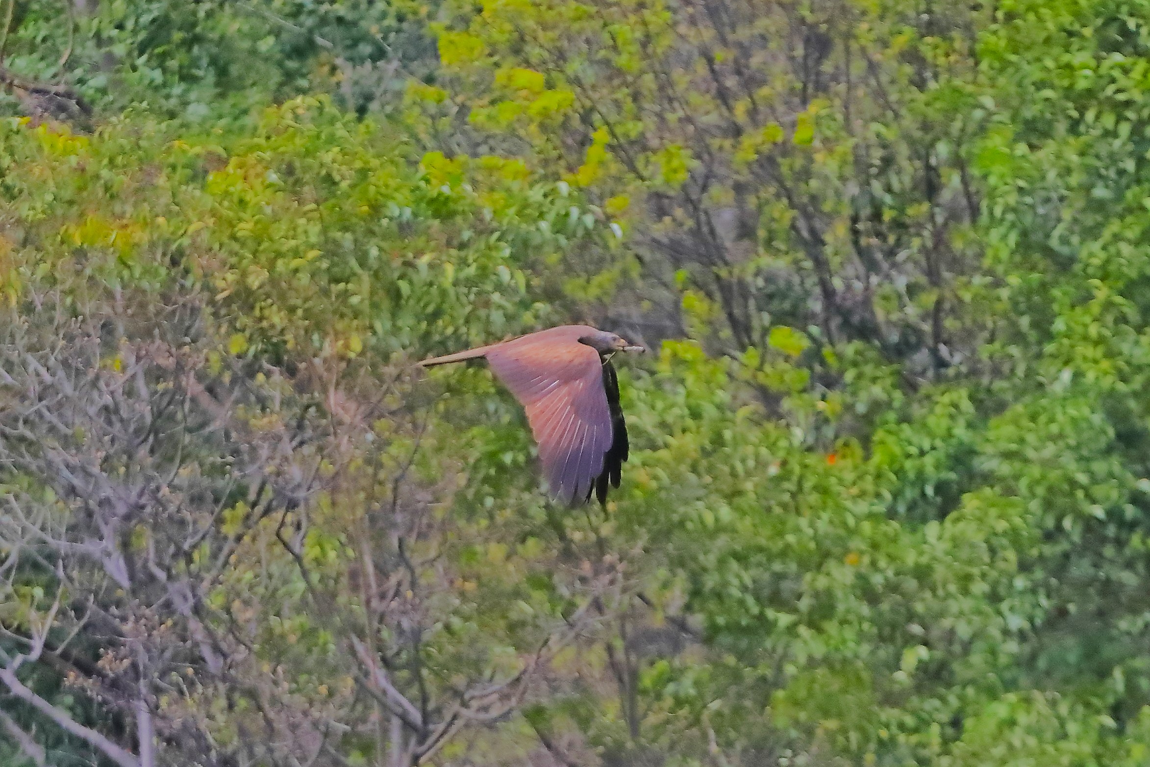 Nibbio bruno 07 aprile 2024 - 0224