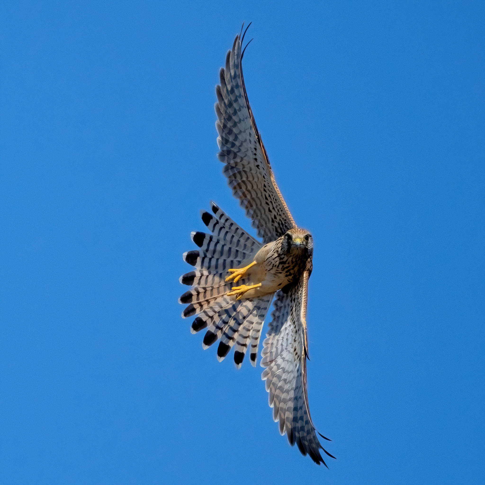 The tack - Kestrel (Falco tinnunculus)