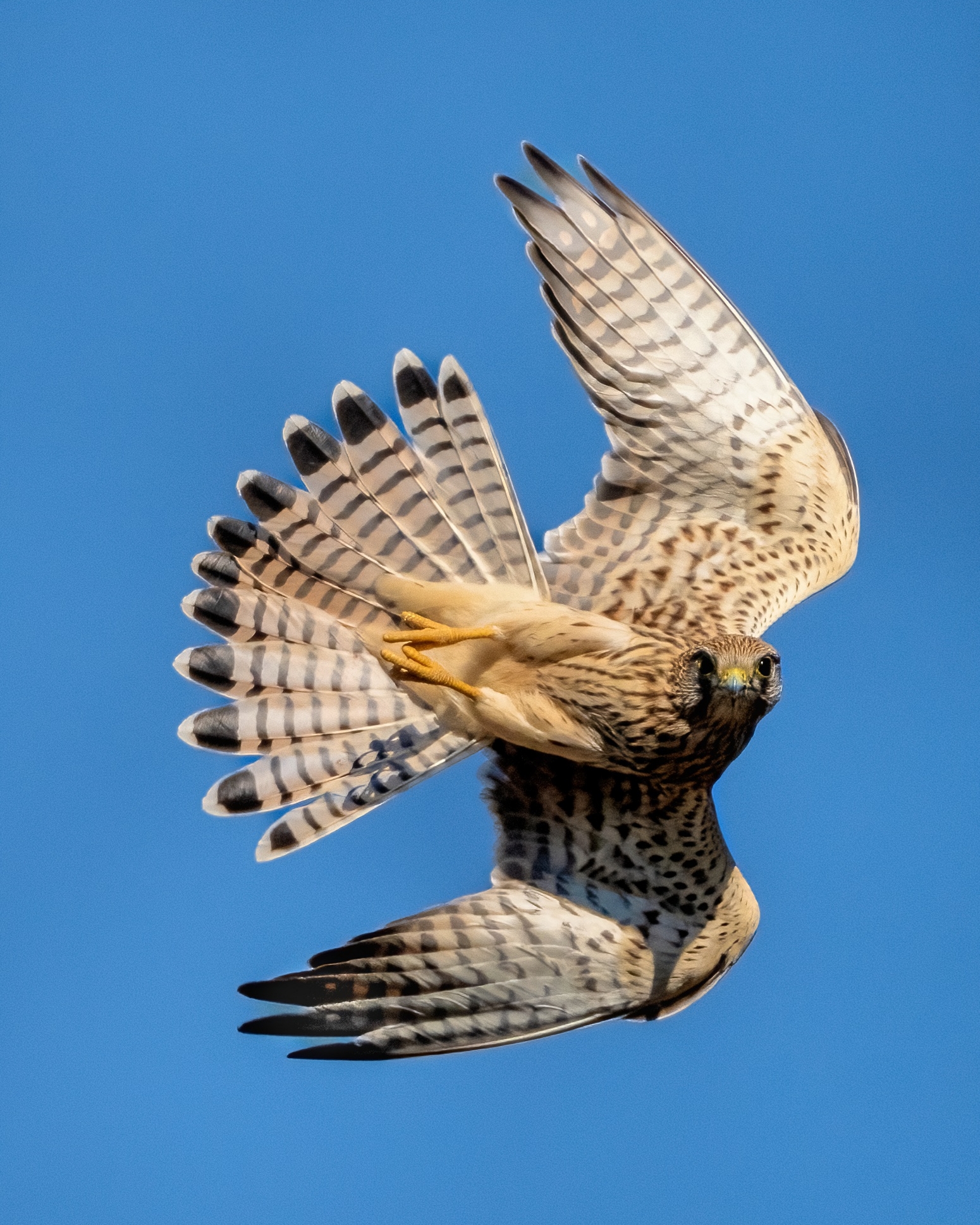 Kestrel (Falco tinnunculus)