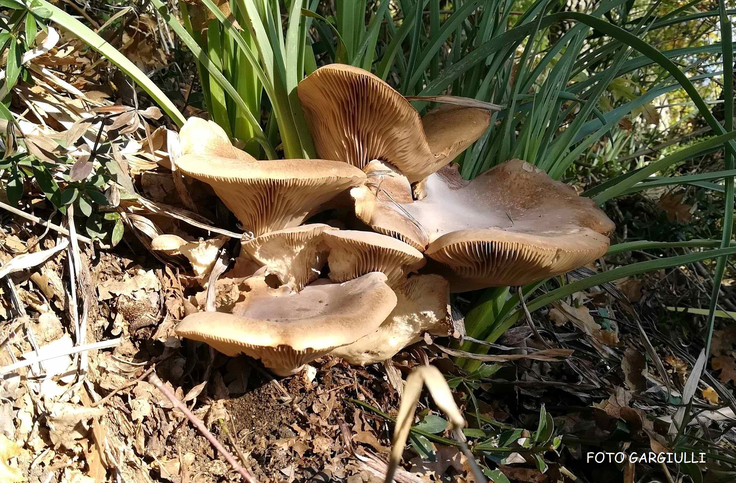 pleurotus eryngii (Ferlengo)