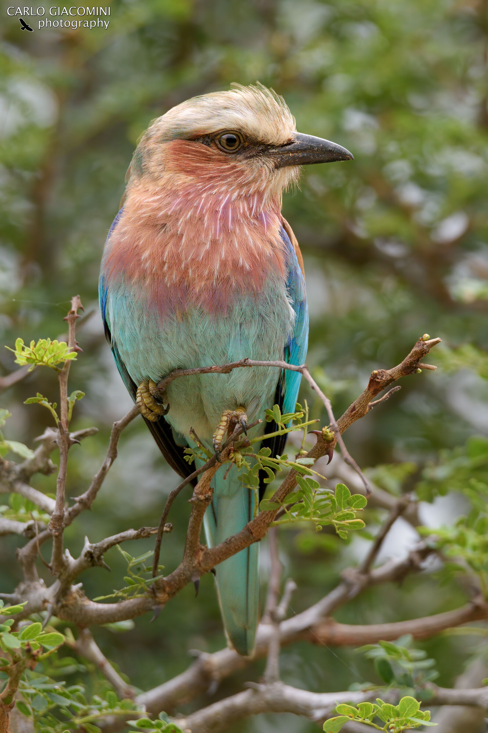 Ghiandaia marina pettolilla