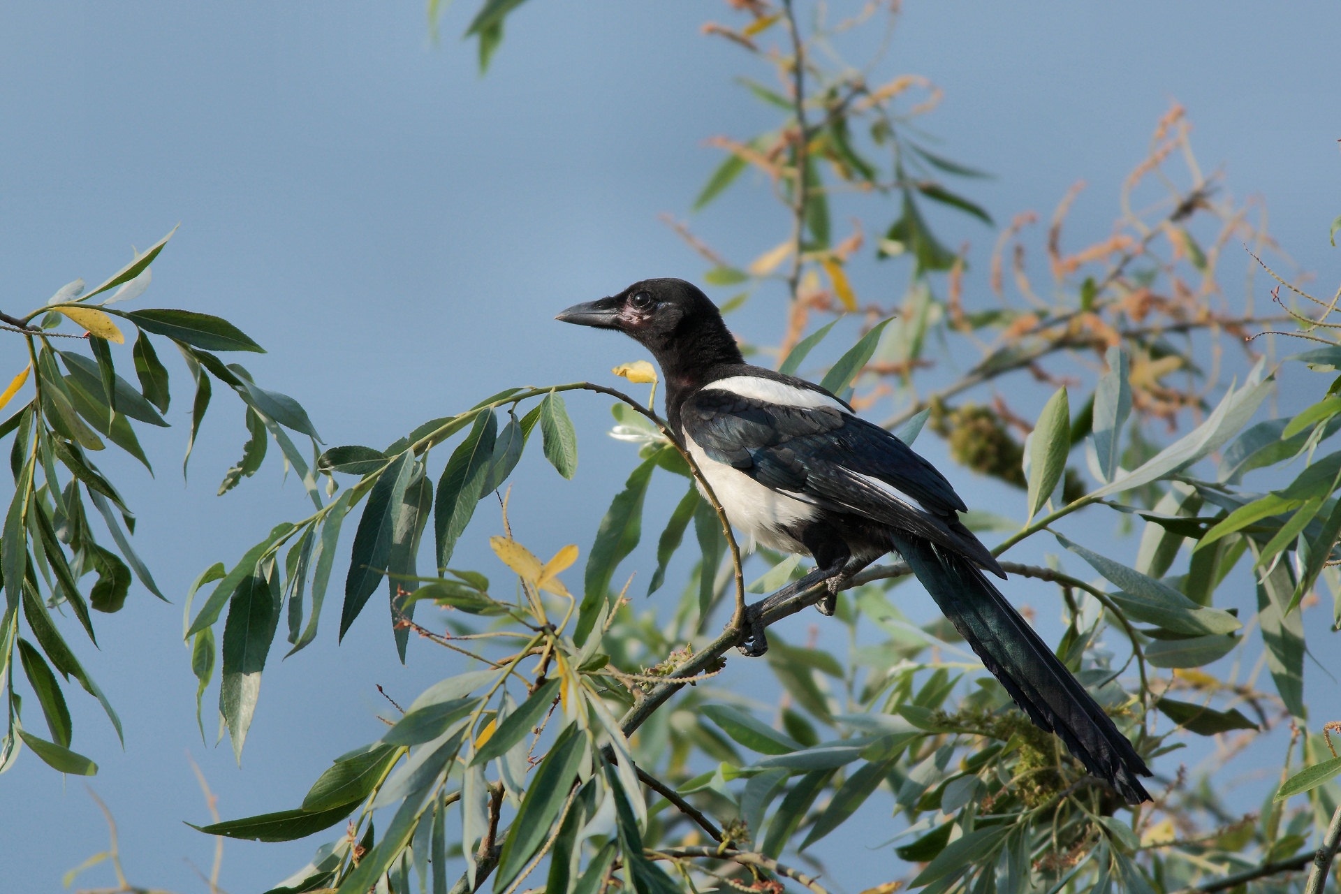 MAGPIE Pica-Pica