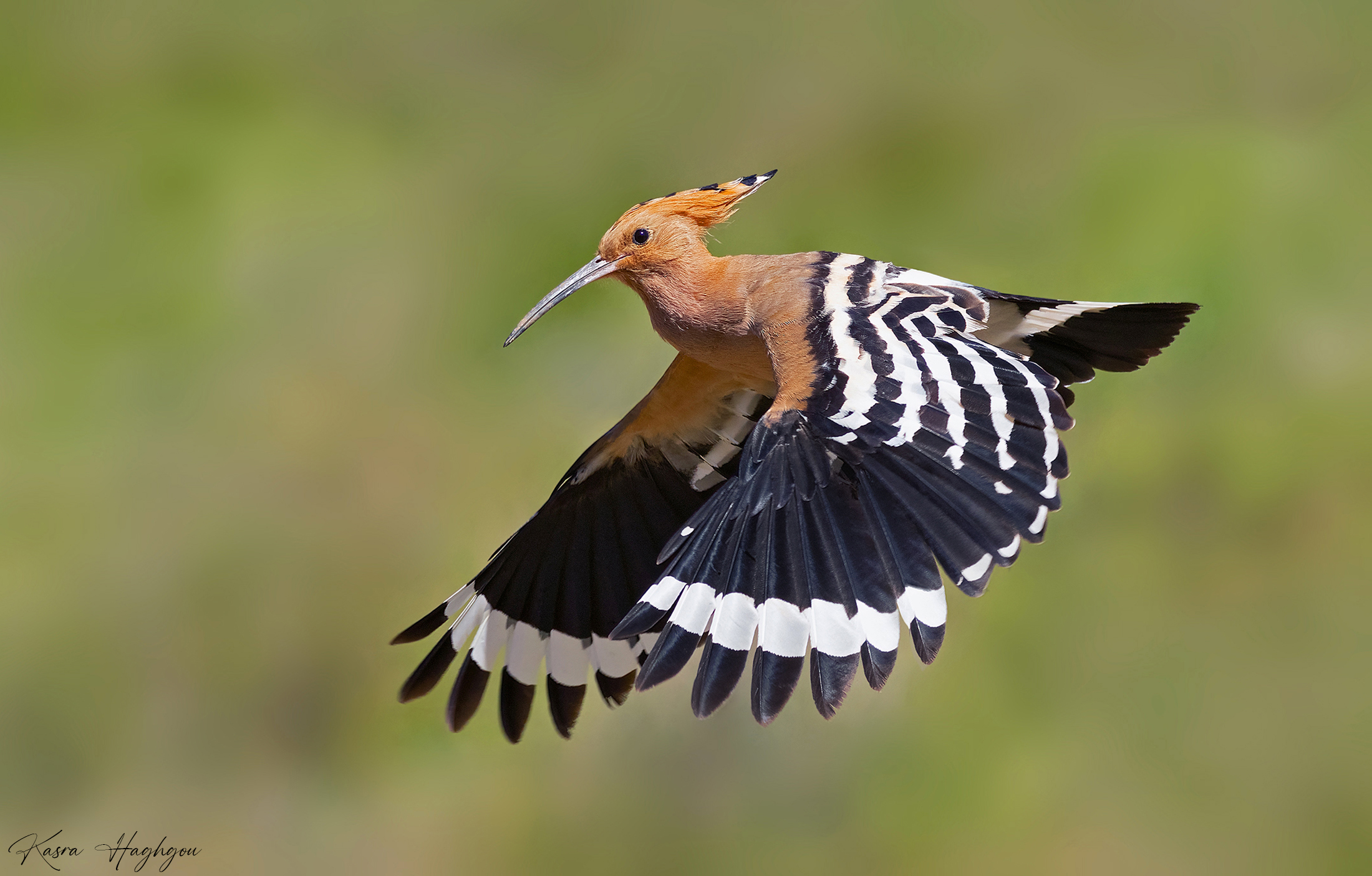 Eurasian hoopoe