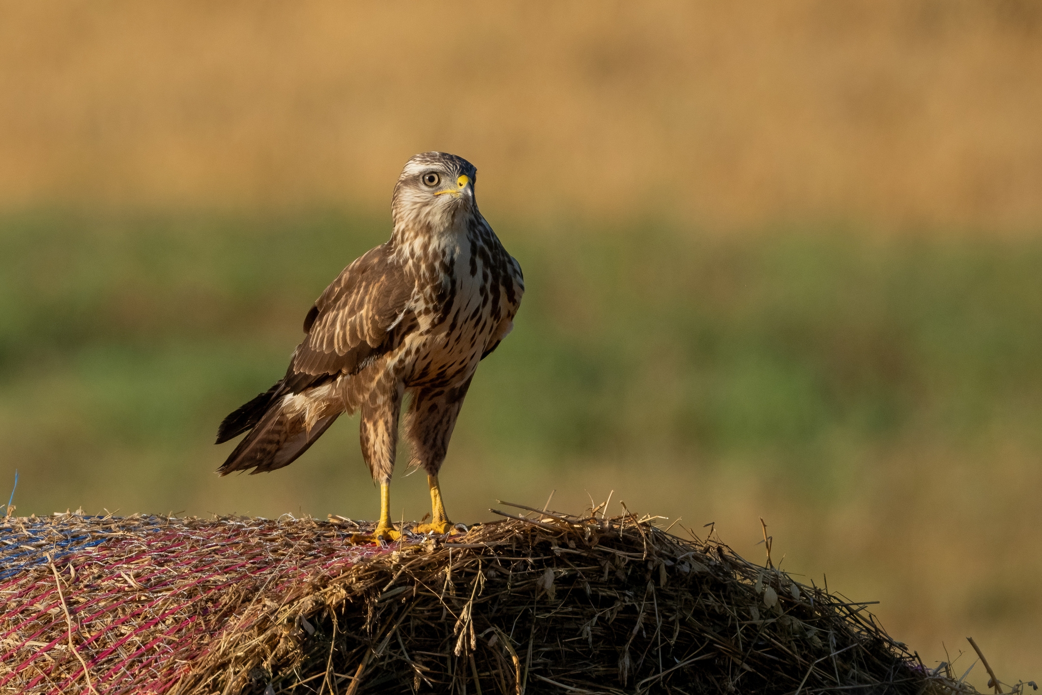 Buzzard in the first sun