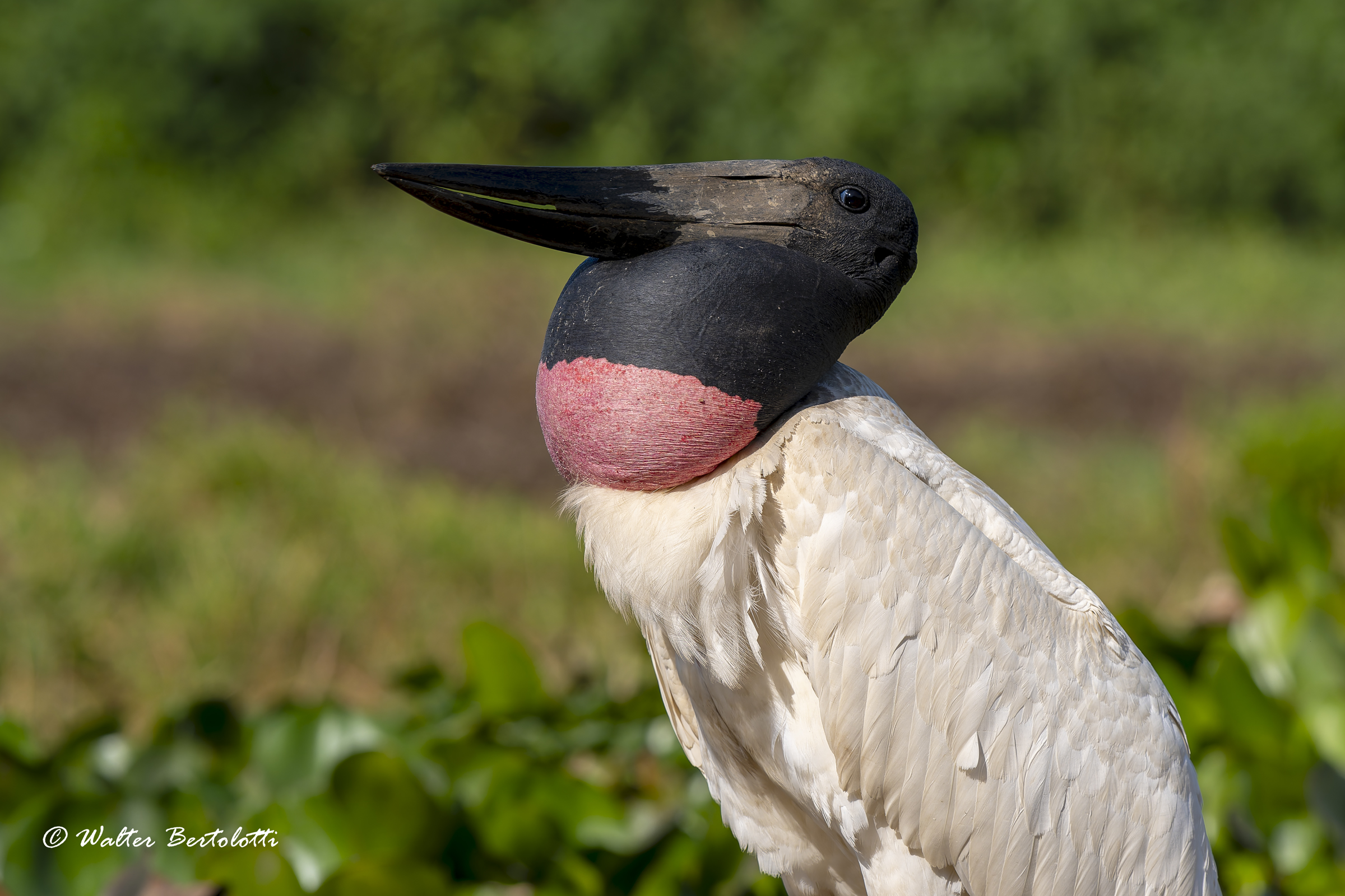 Jabiru
