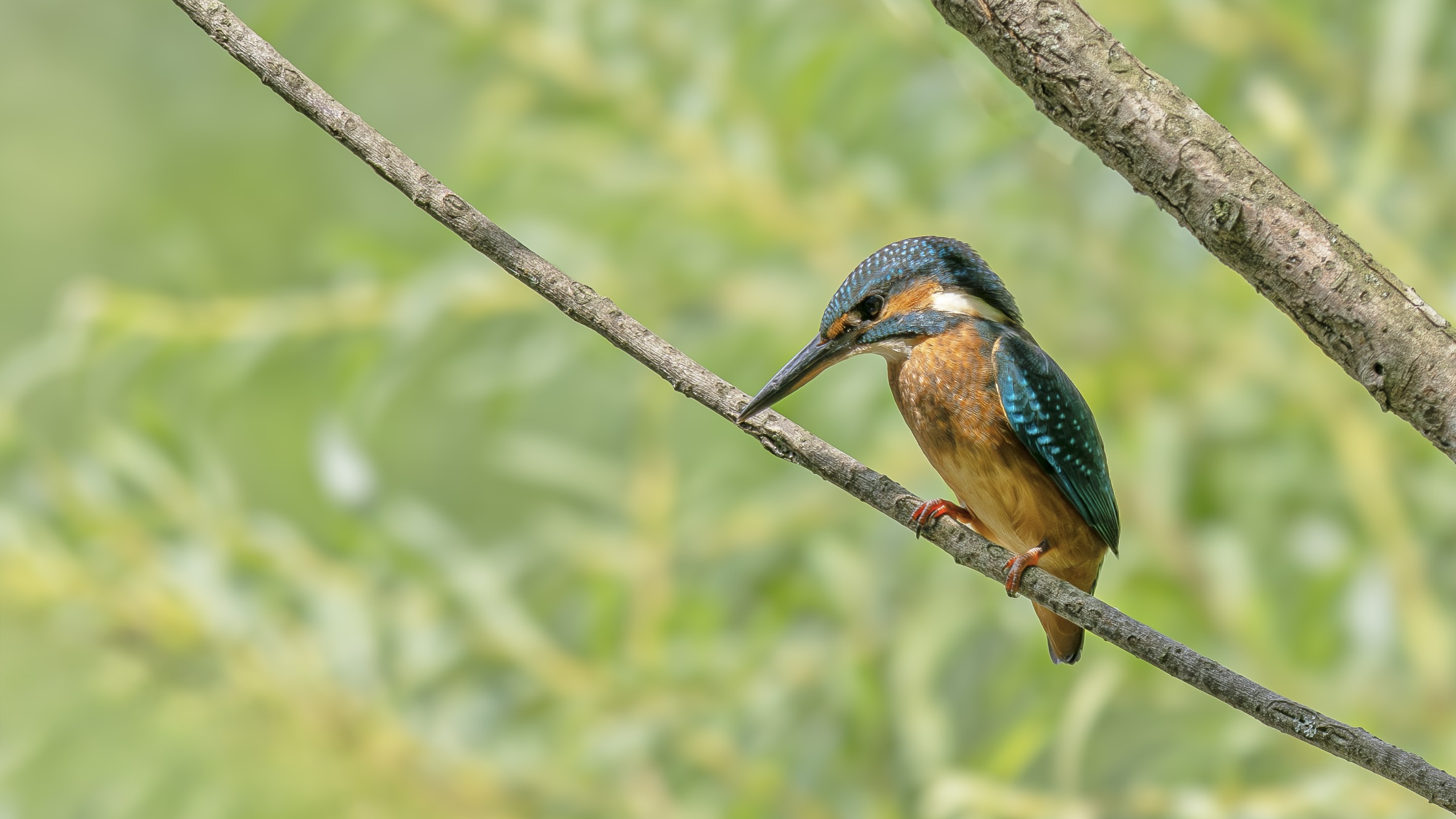 kingfisher