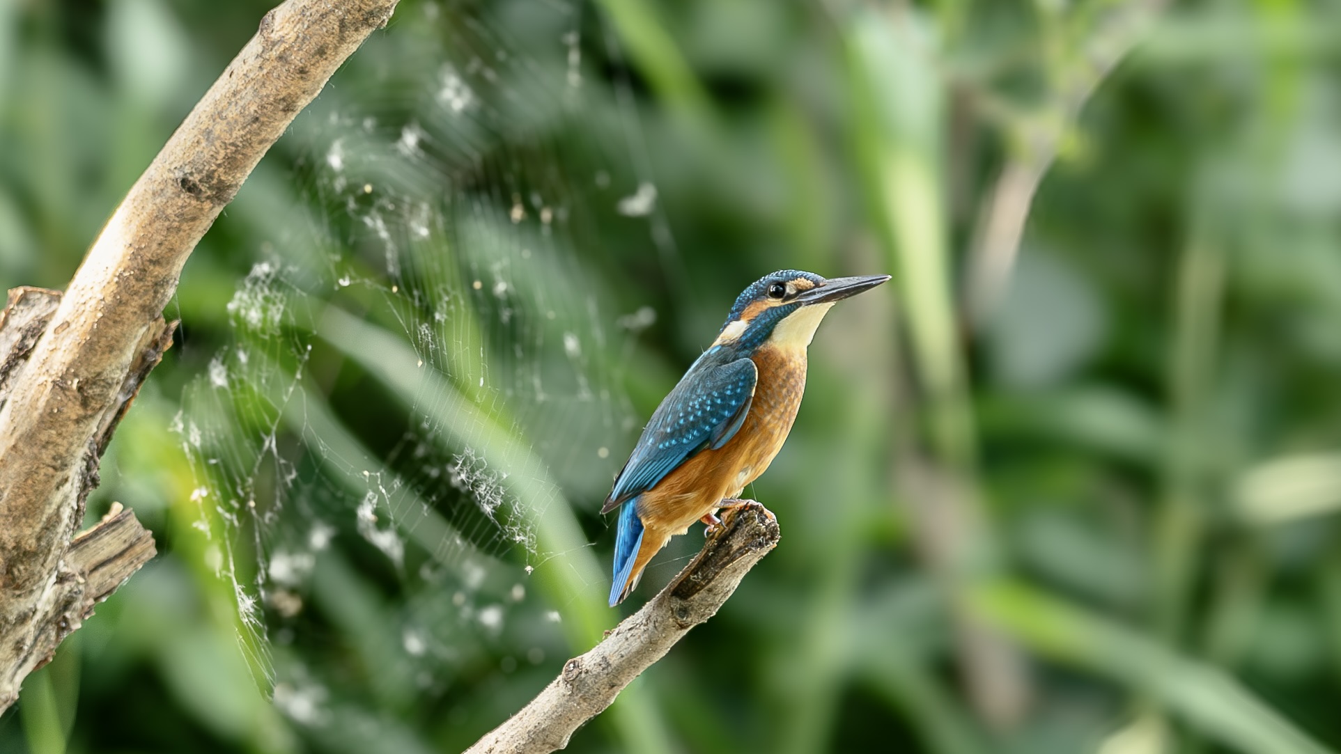 kingfisher