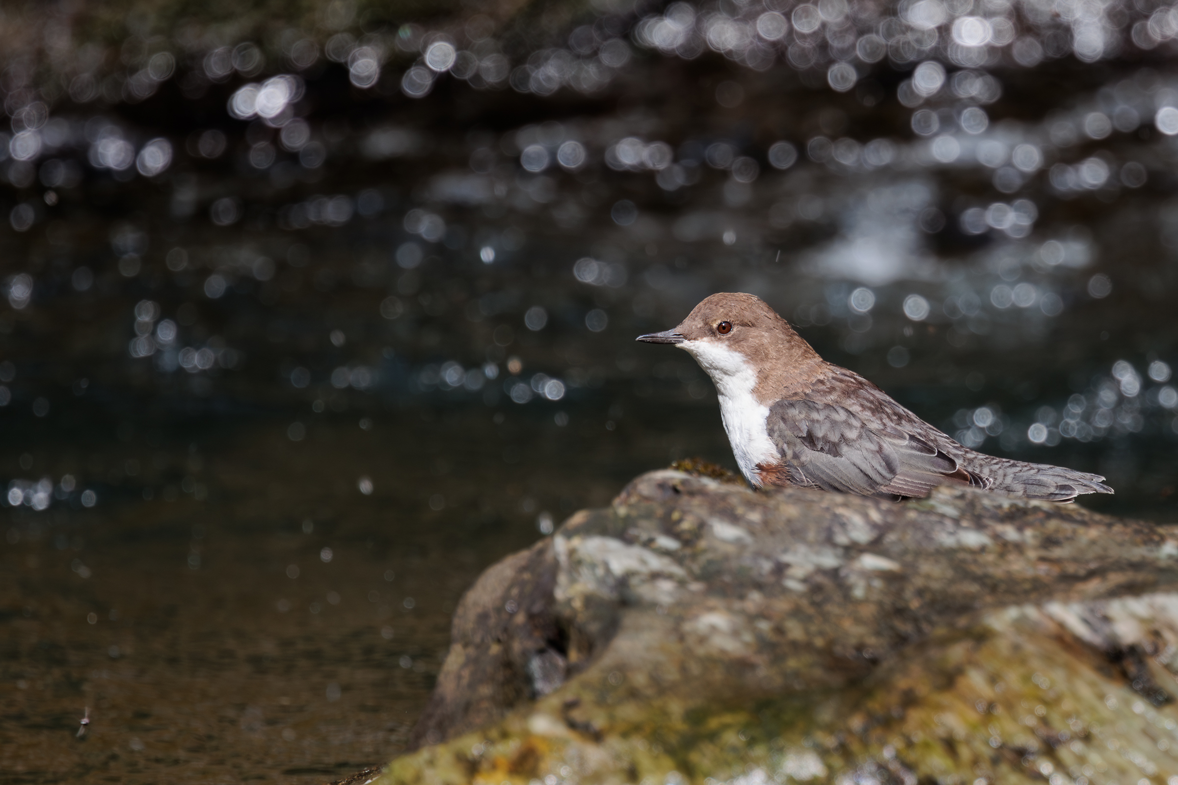 White-throated dipper