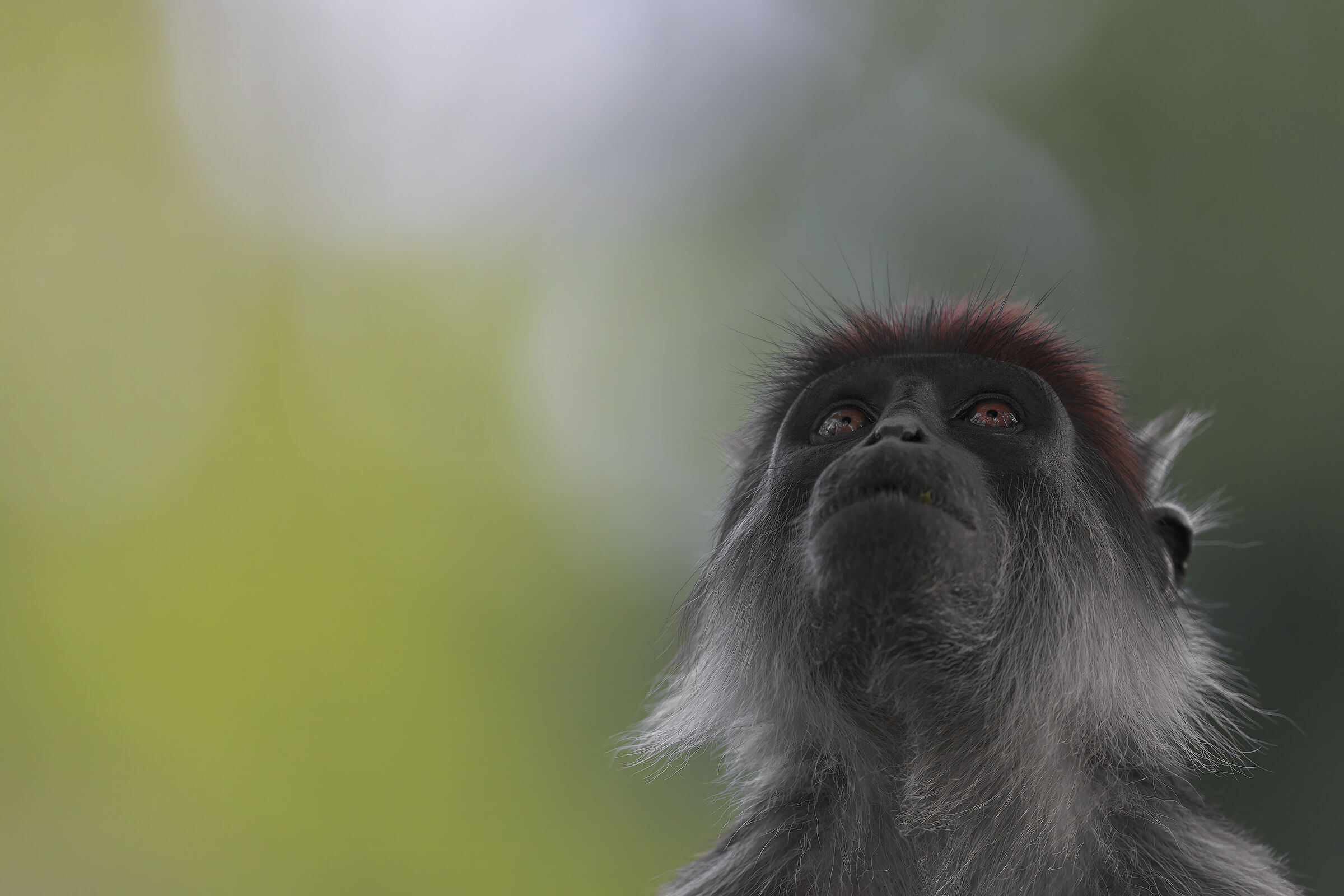 Uno sguardo alla volta della foresta