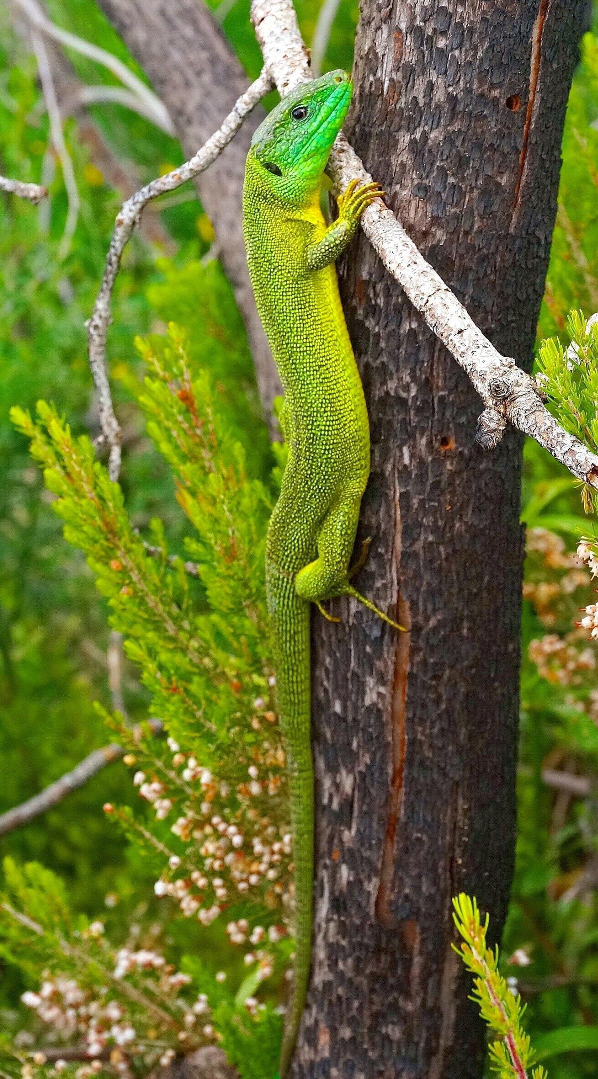 Strano;mi sento osservato!
