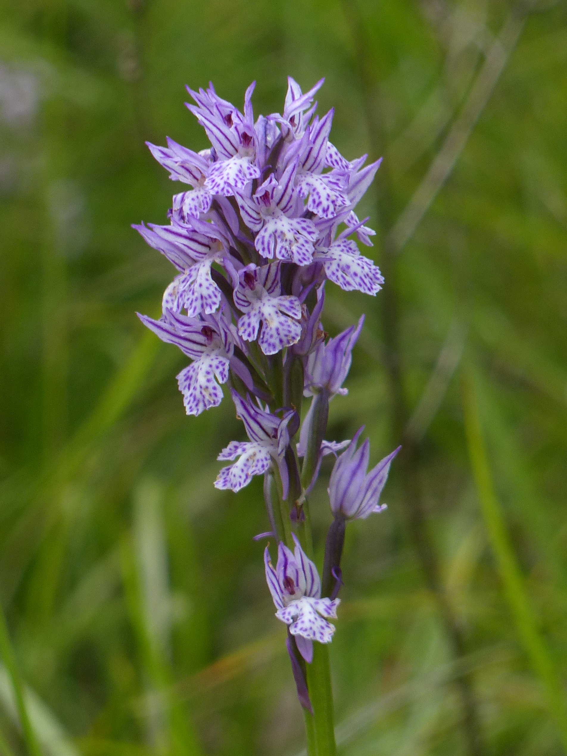 Orchis tridentata - Orchidea screziata