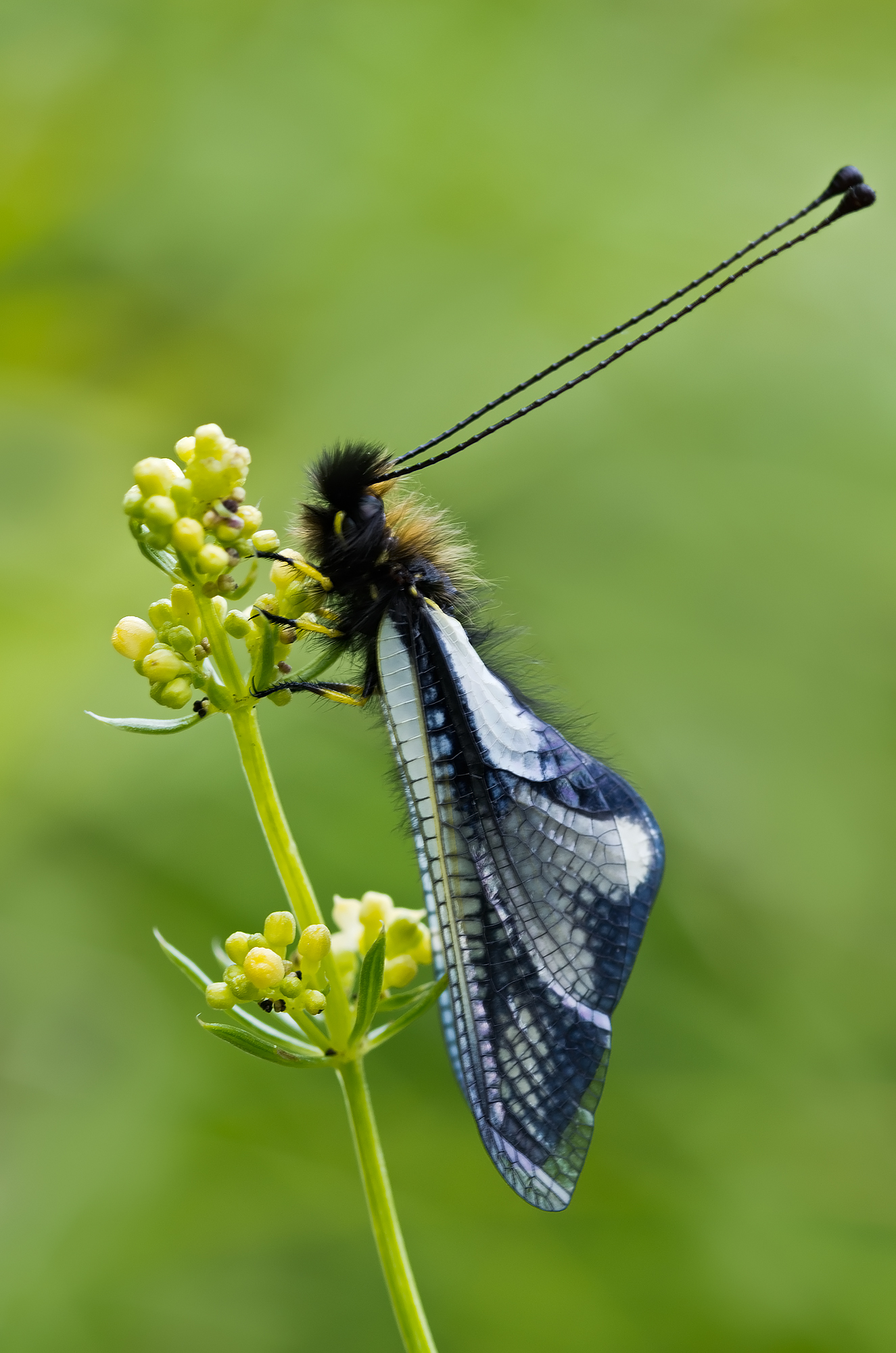 Libelloides coccajus - Ascalaphidae