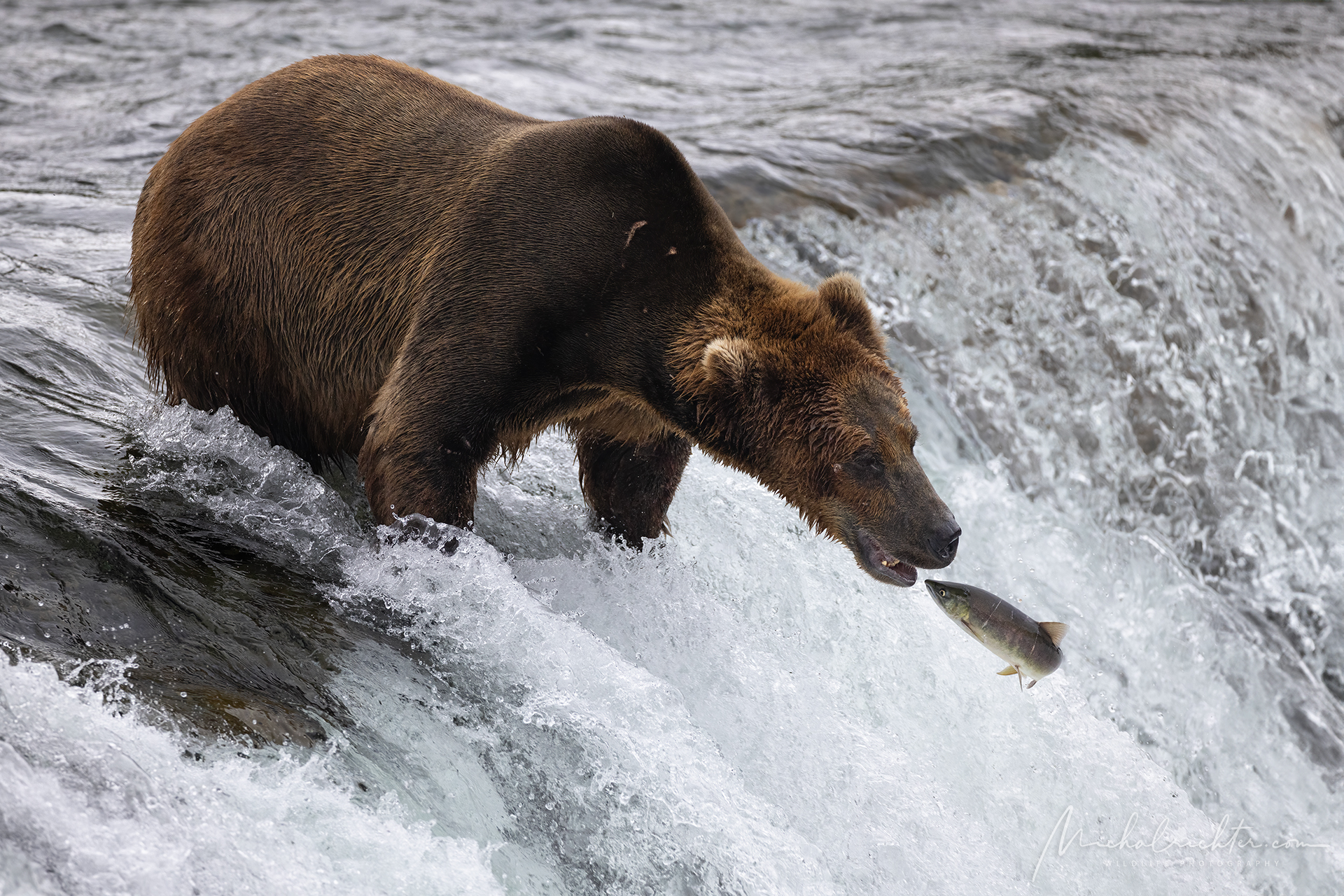Ursus arctos horribilis (Orso grizzly)