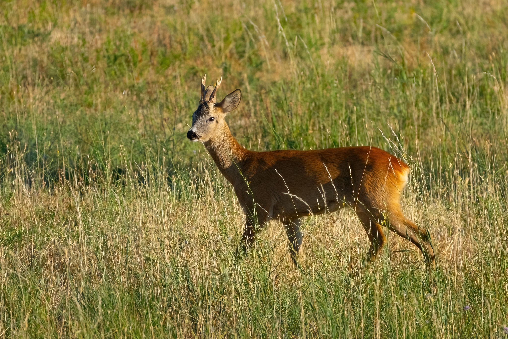 Capriolo (Capreolus capreolus)