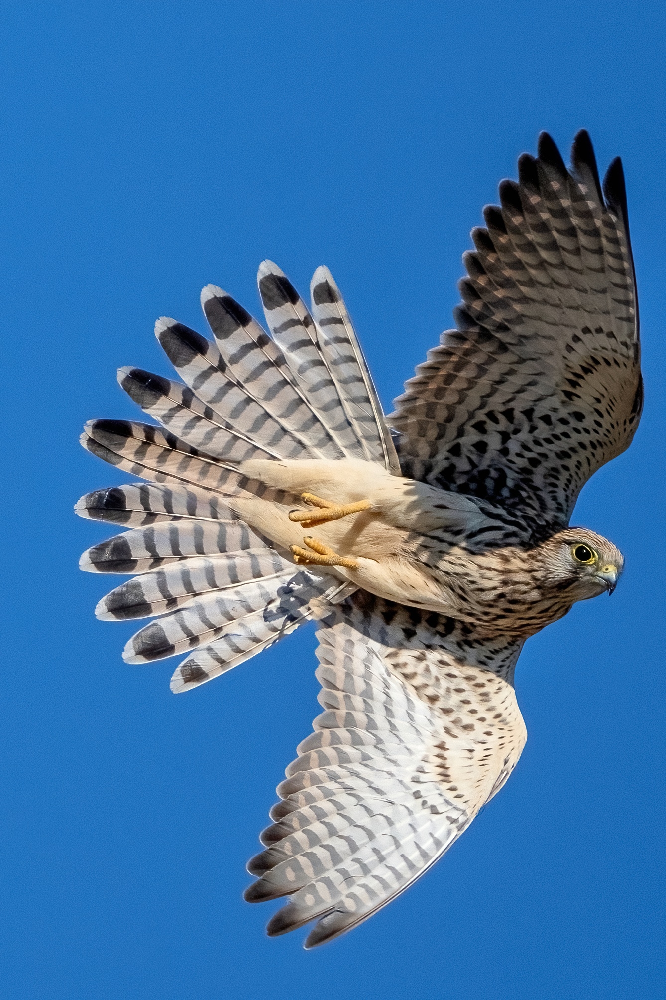Gheppio (Falco tinnunculus)