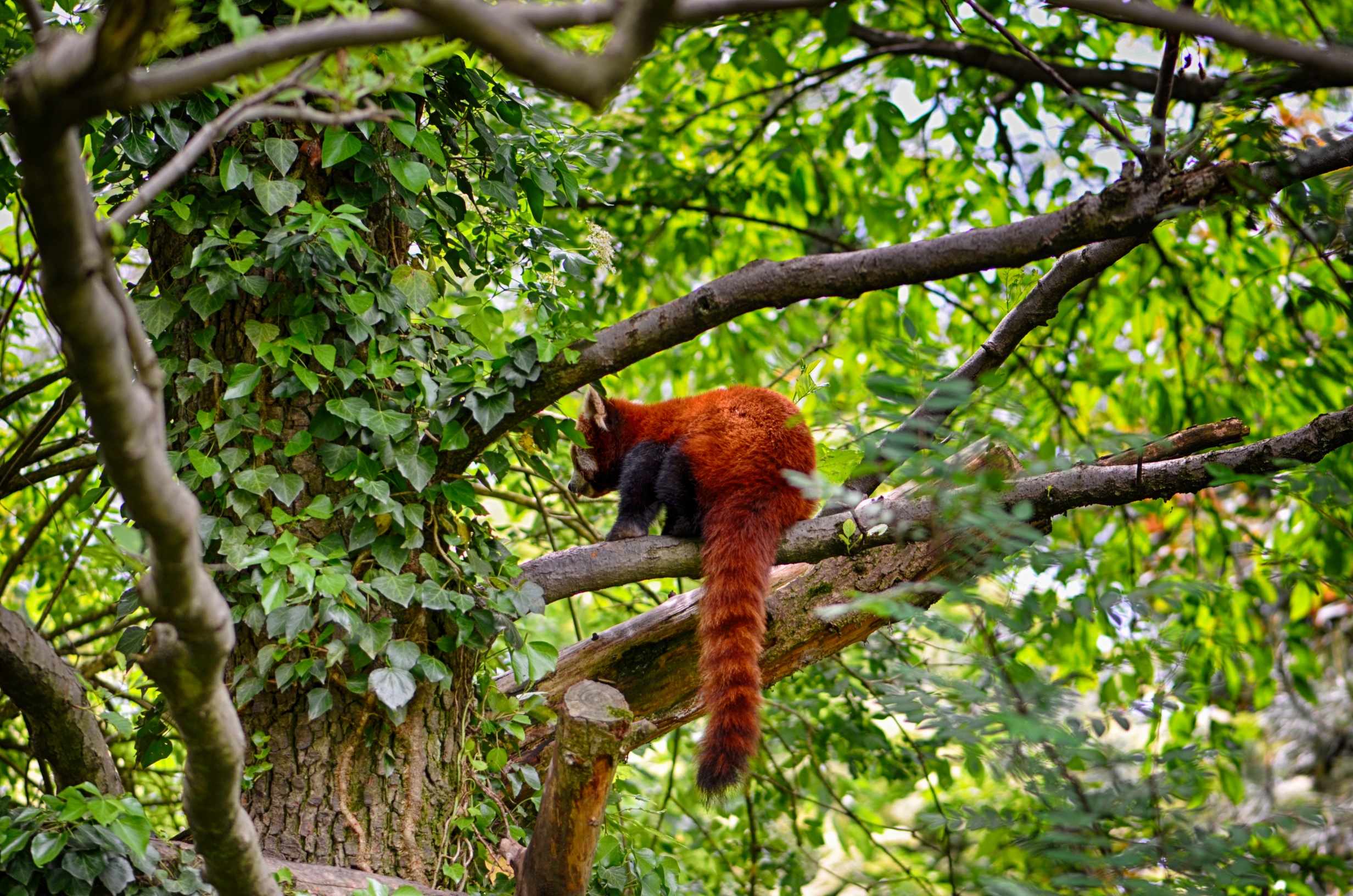 Panda Minore (Ailurus Fulgens Fulgens)