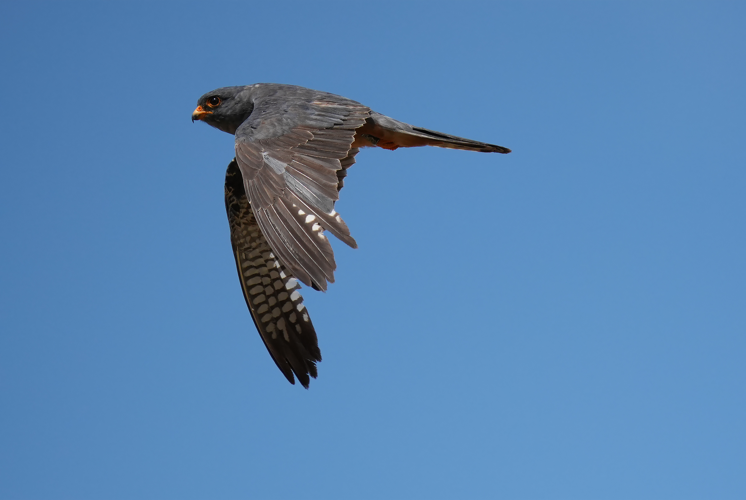 Male cuckoo falcon