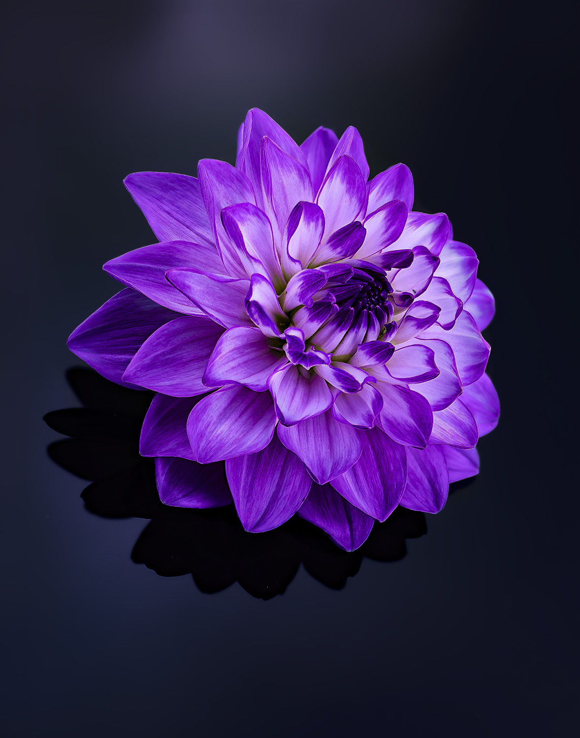 Dahlia Åkandetype