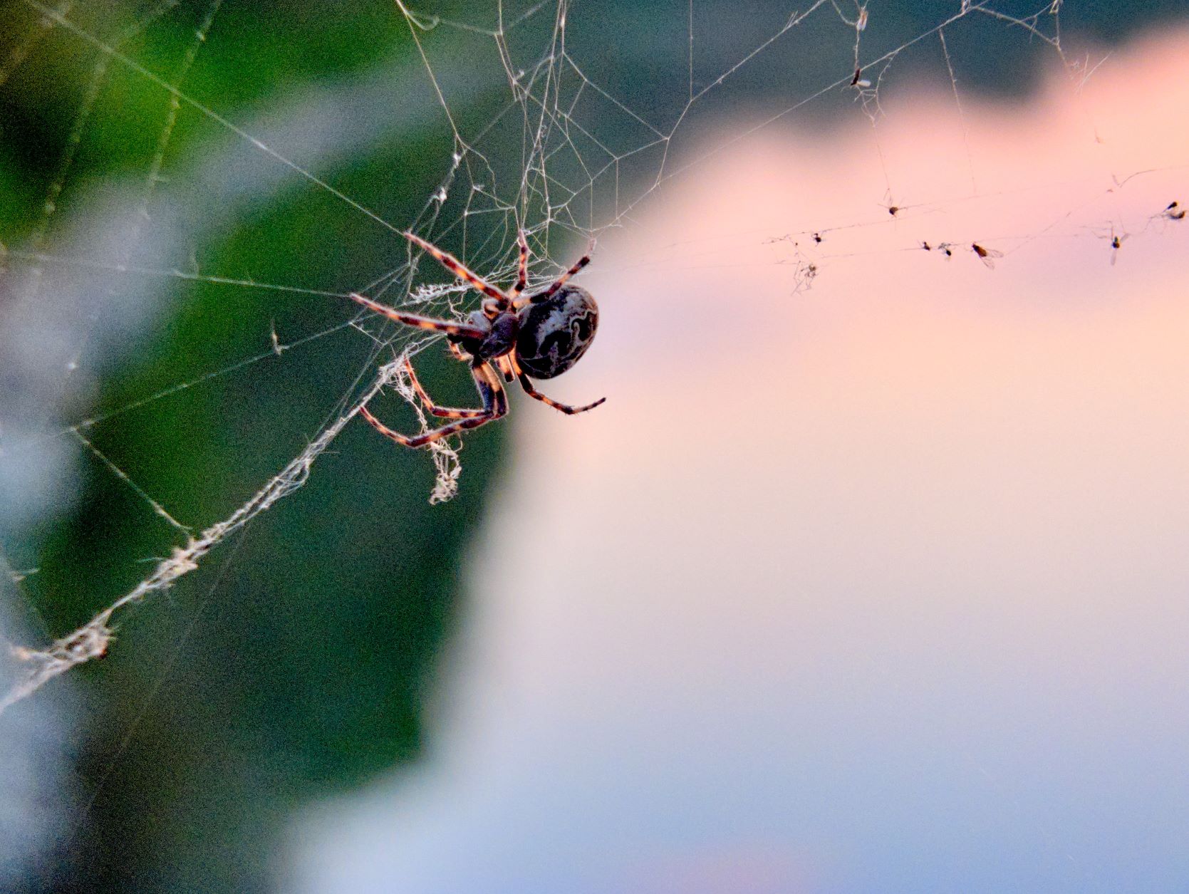 Ragno grigio dei ponti