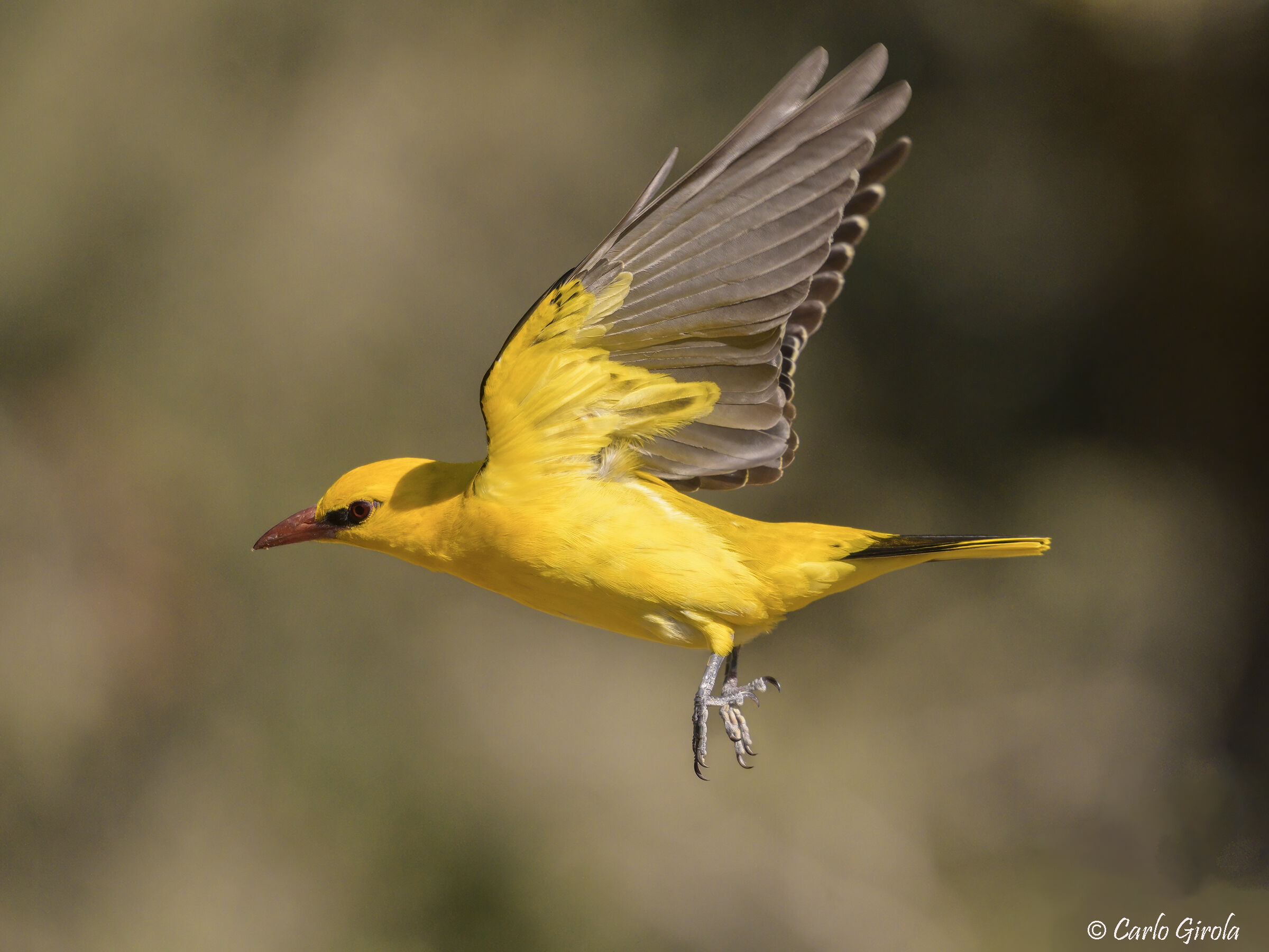 Rigogolo (Oriolus oriolus)