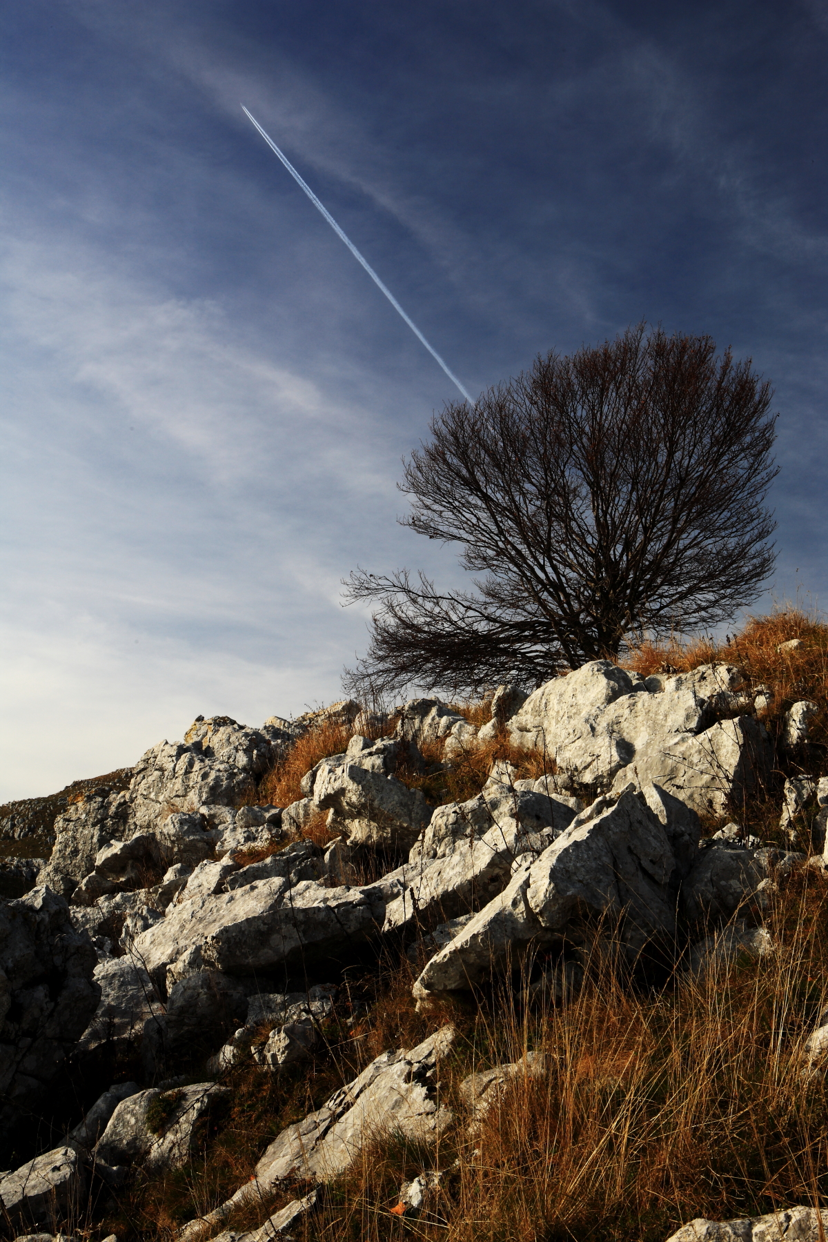 Albero sul monte Pizzoc