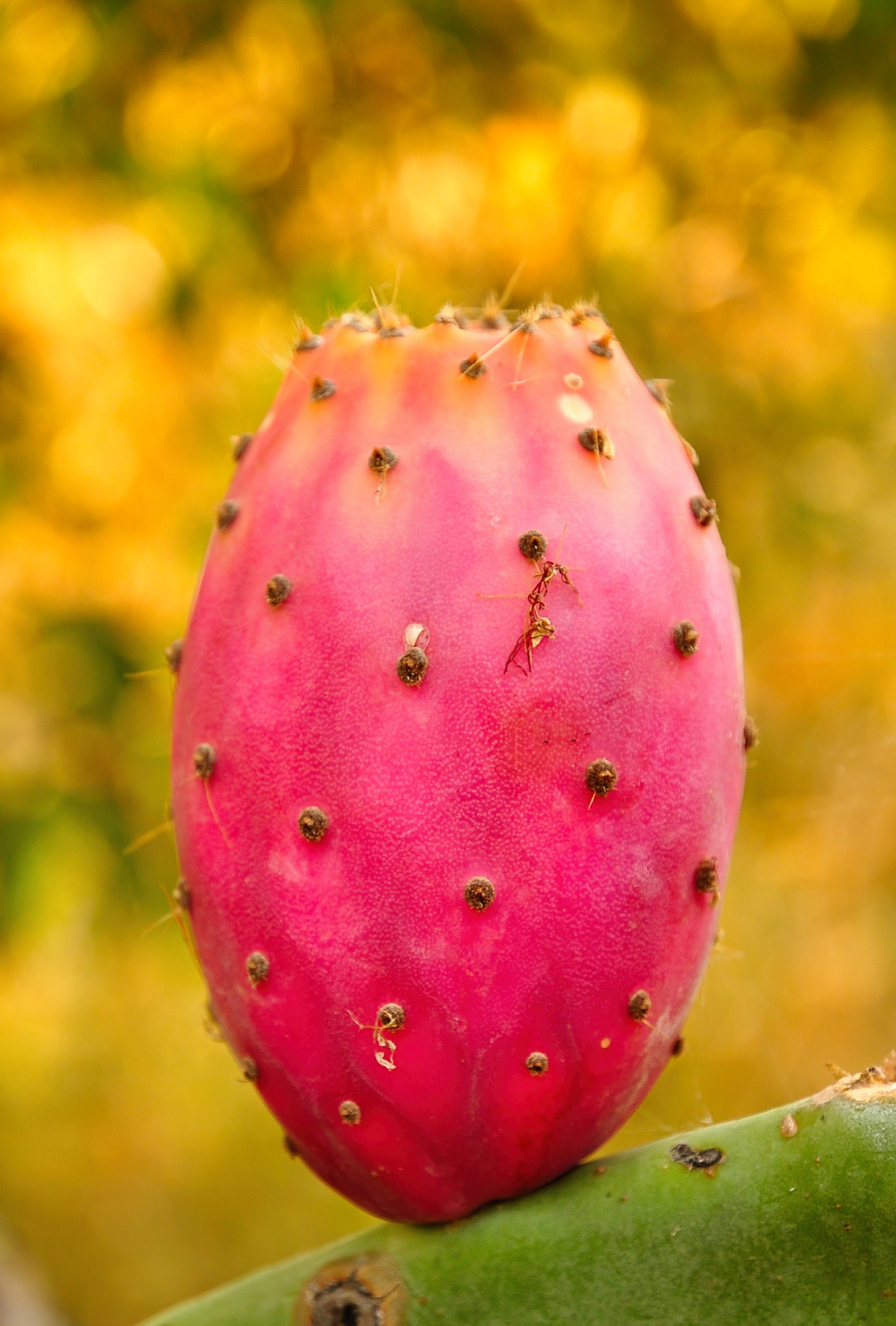 Opuntia ficus-indica