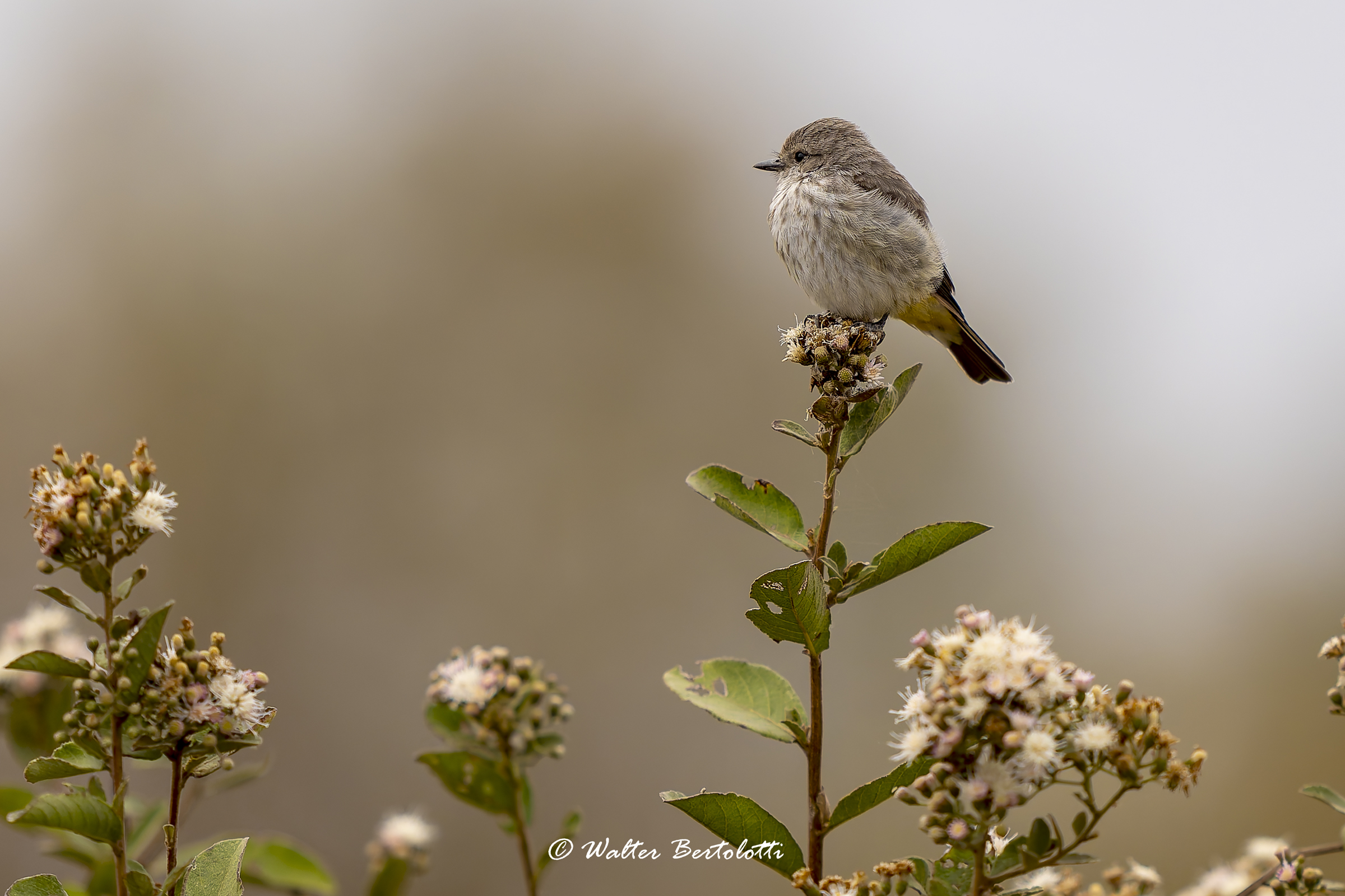 il piccolo cacciatore