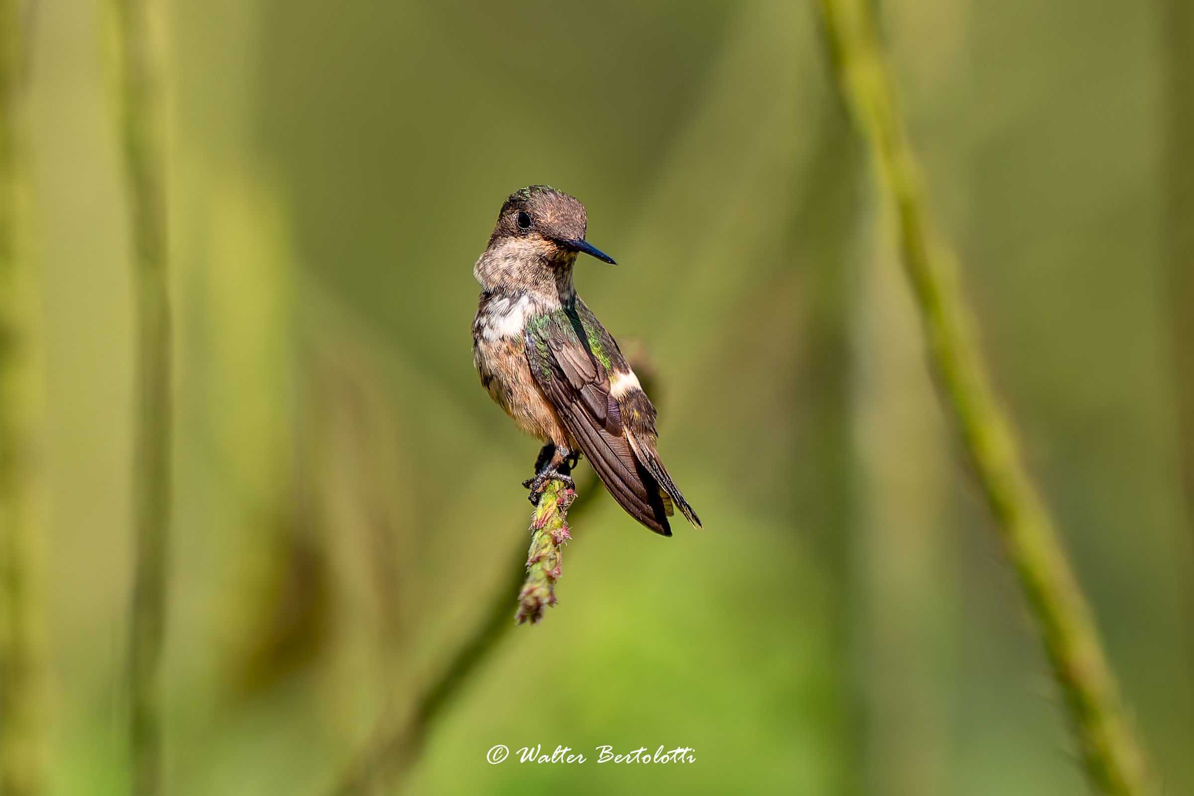 gioielli dal Brasile