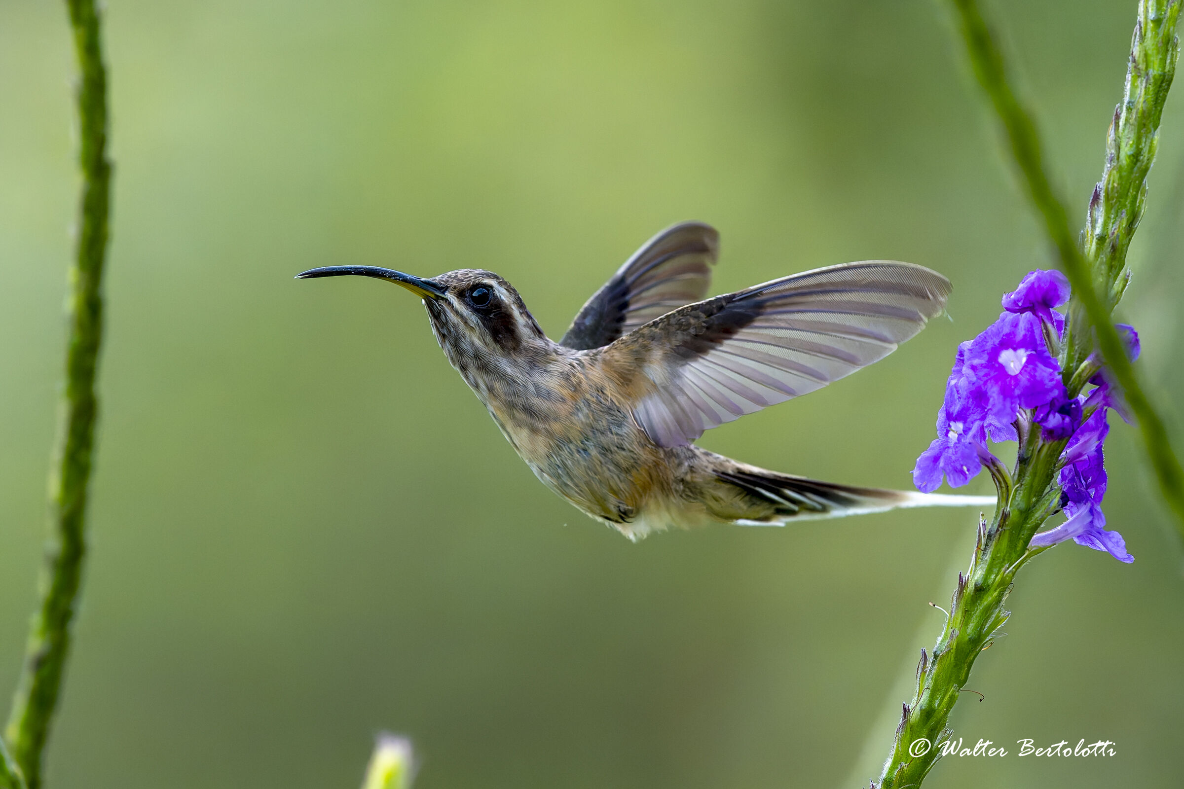 gioielli dal Brasile