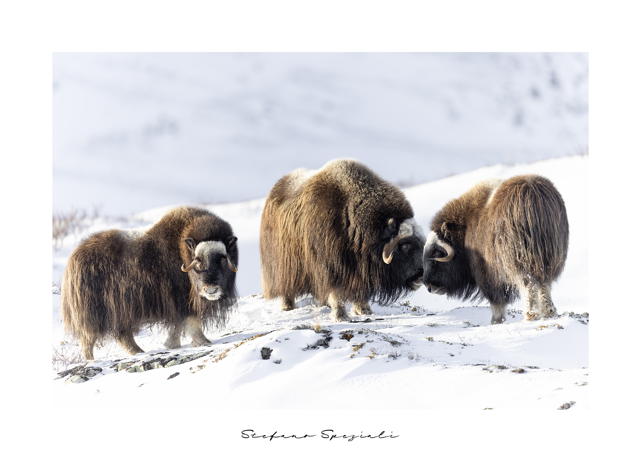 Musk ox - Ovibos moschatus