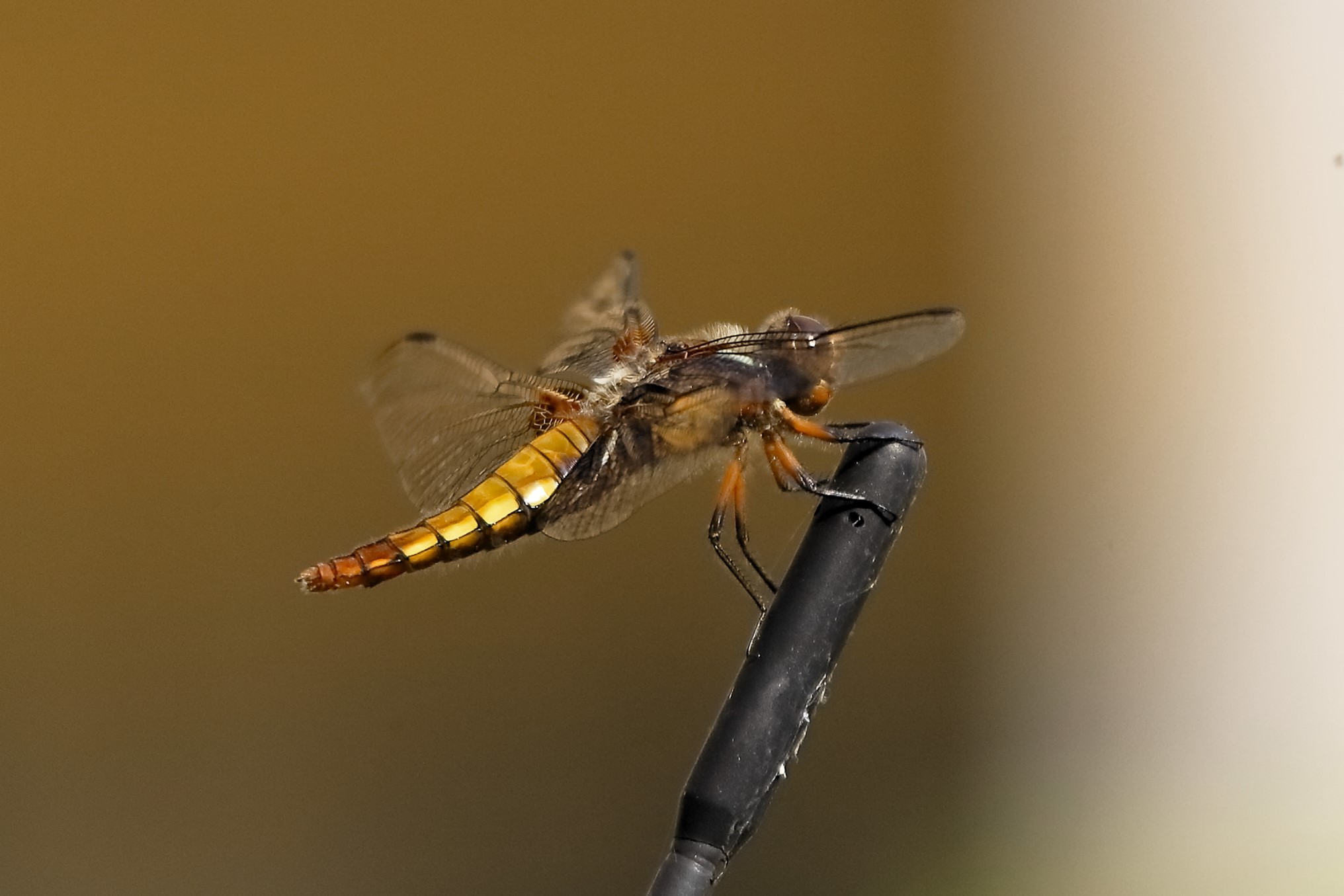 Libellula 11 agosto 2024 - 9958