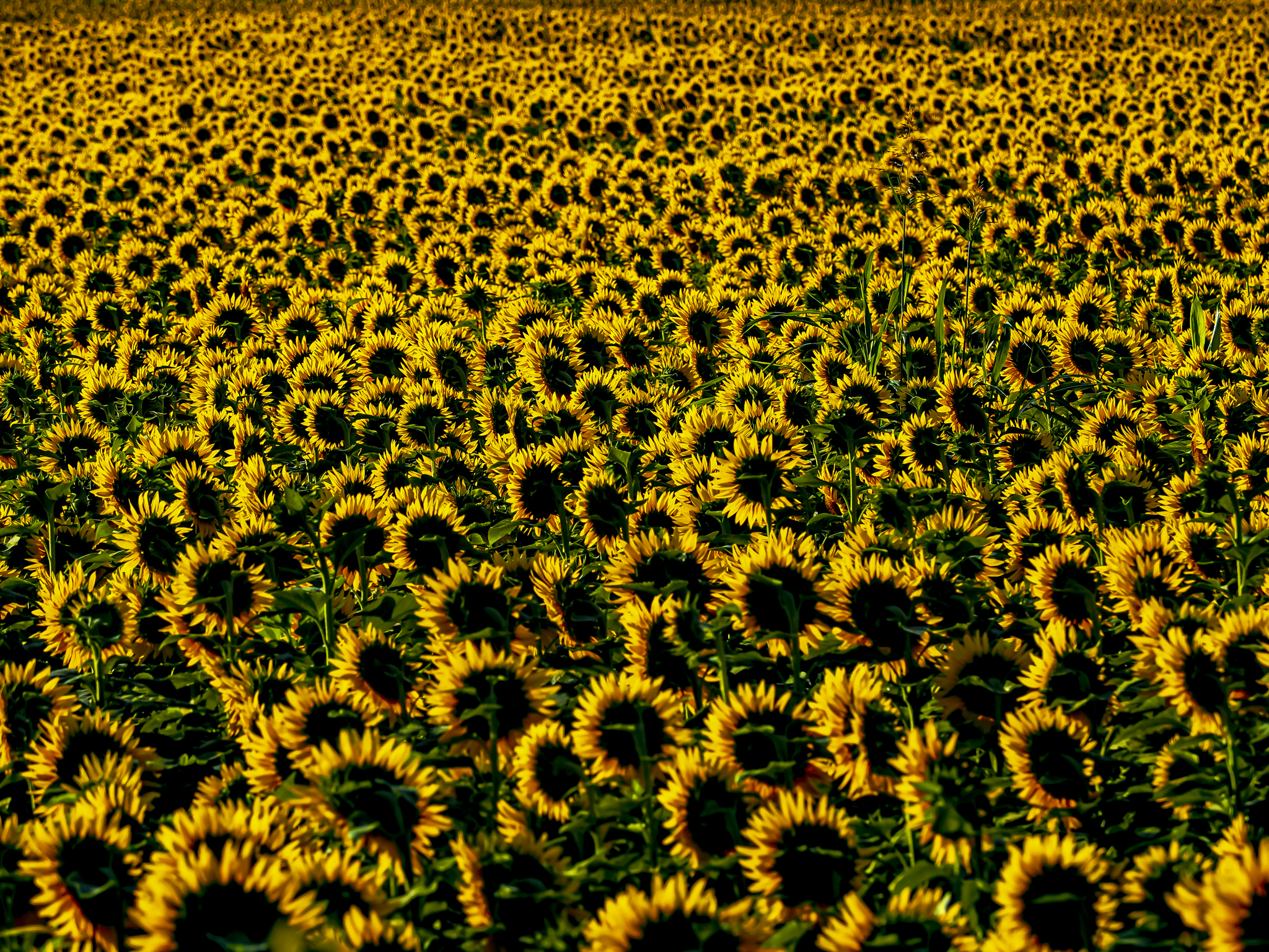 Giallo come un girasole