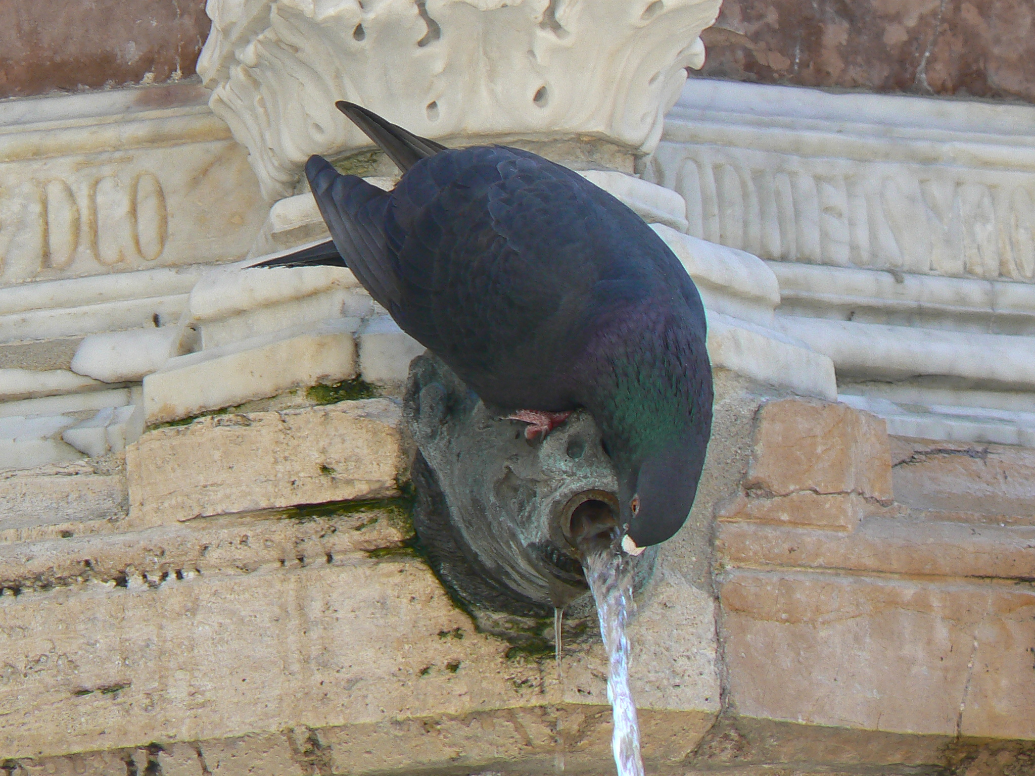 Perugia thirst-quenching