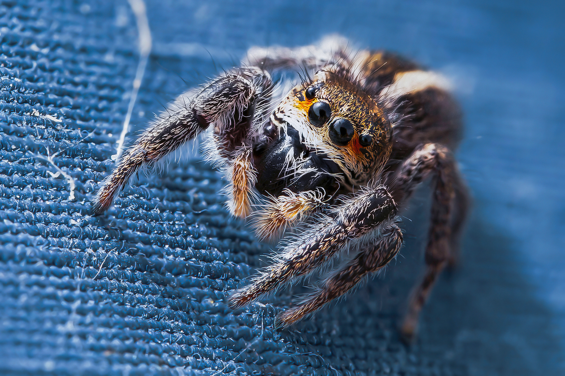 Female Pellenes seriatus