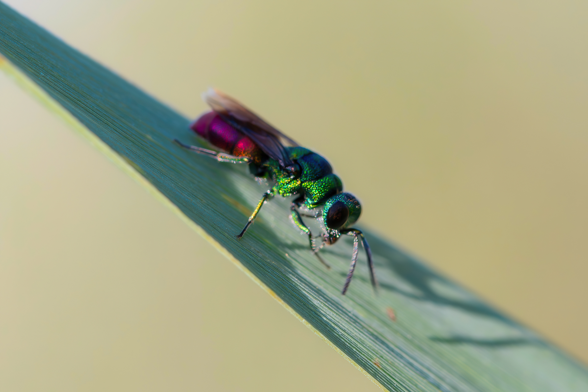 Chrysididae sp. z o.o.
