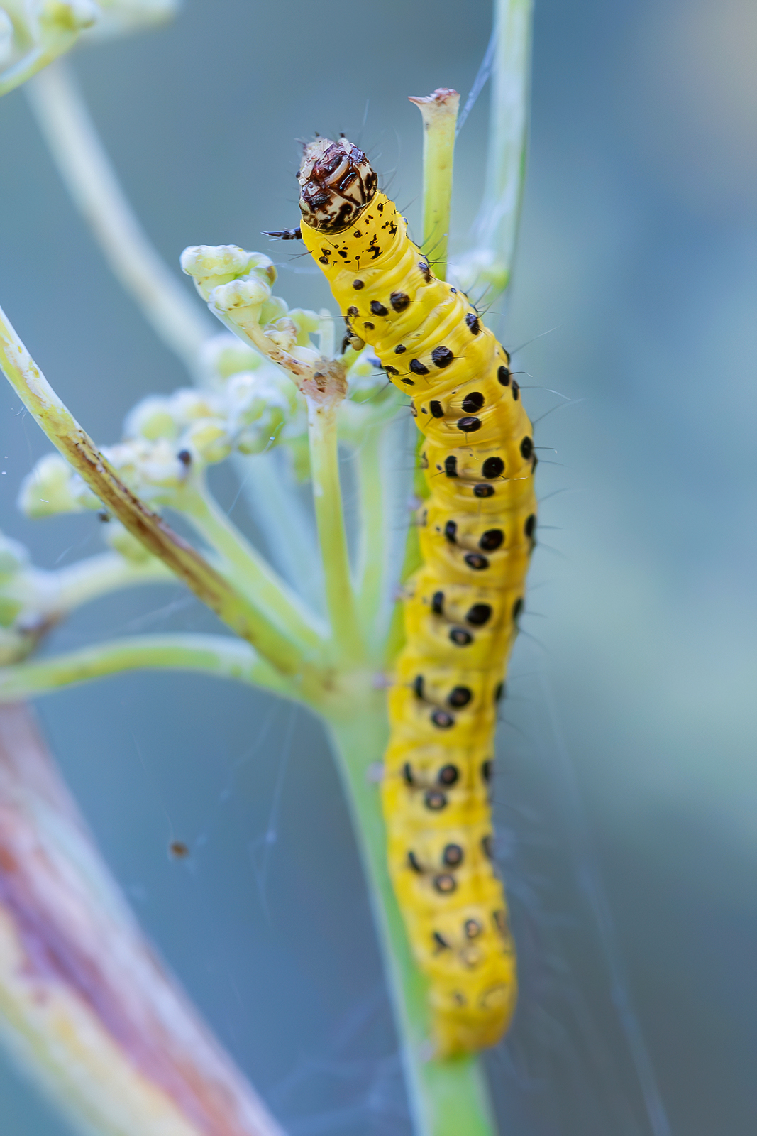 Larva of Sitochroa palealis