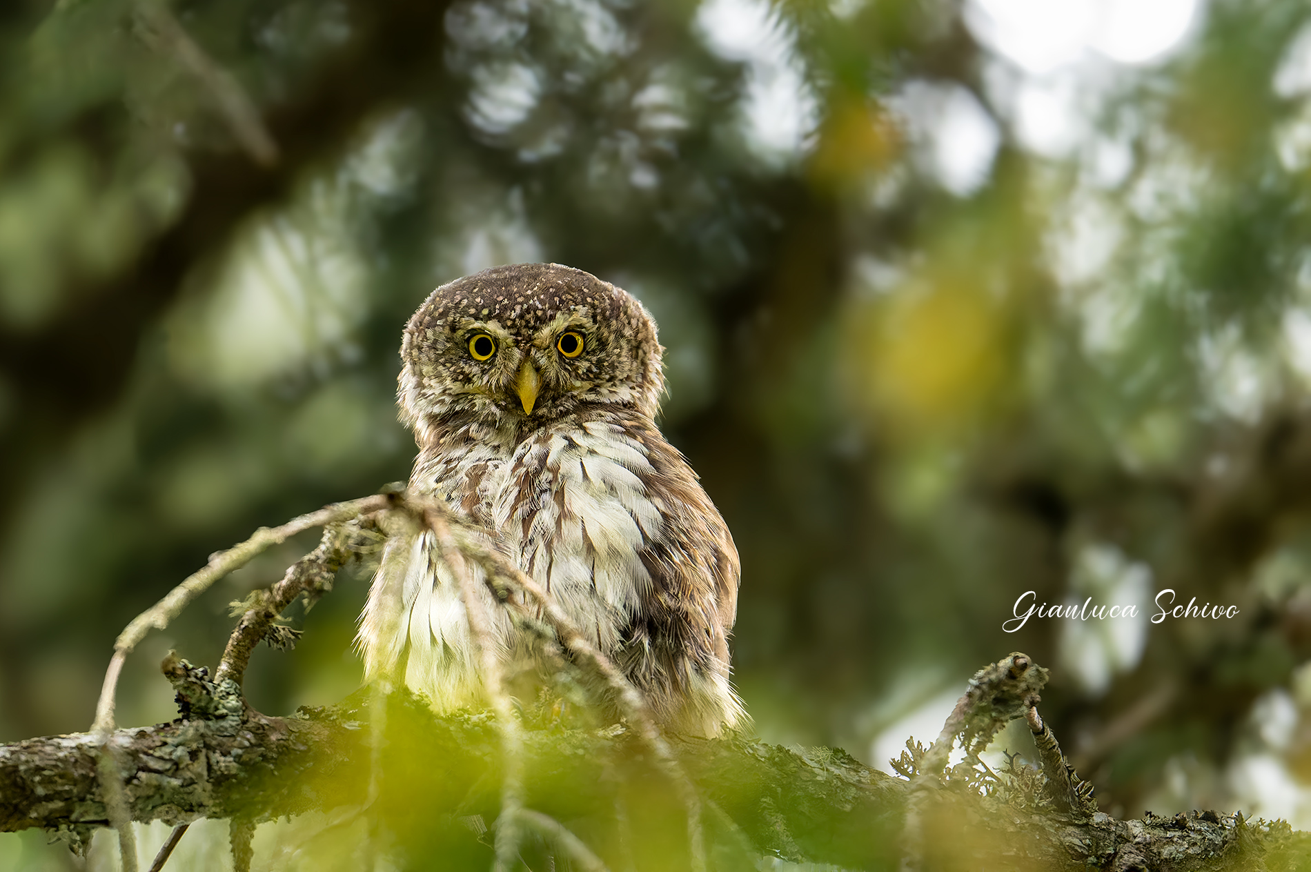 Dwarf Owl