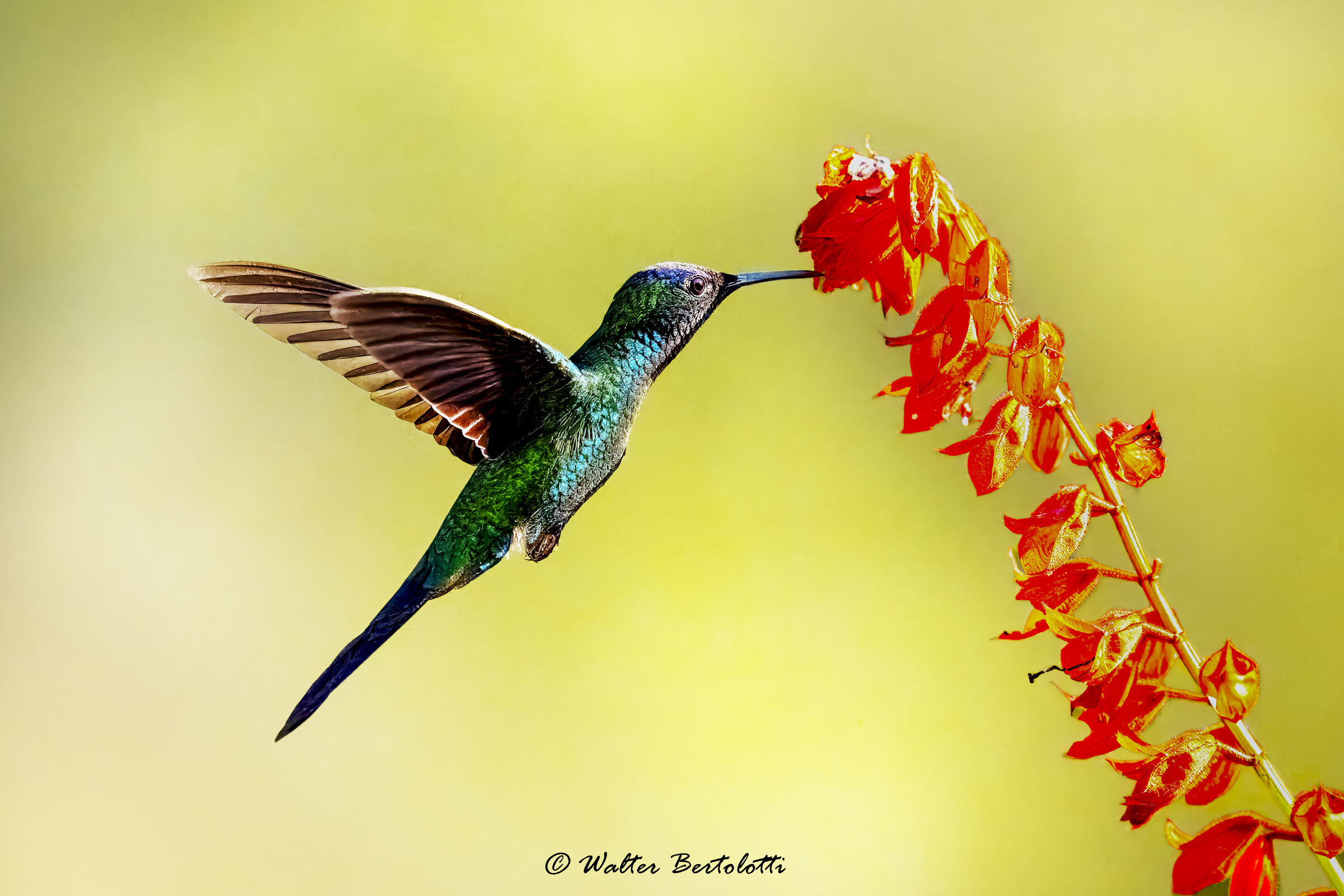 colibrì coda di rondine
