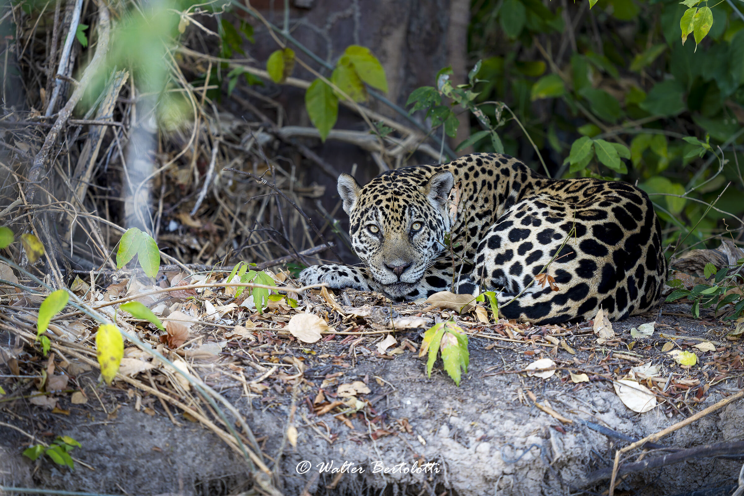 a cosa stai pensando?