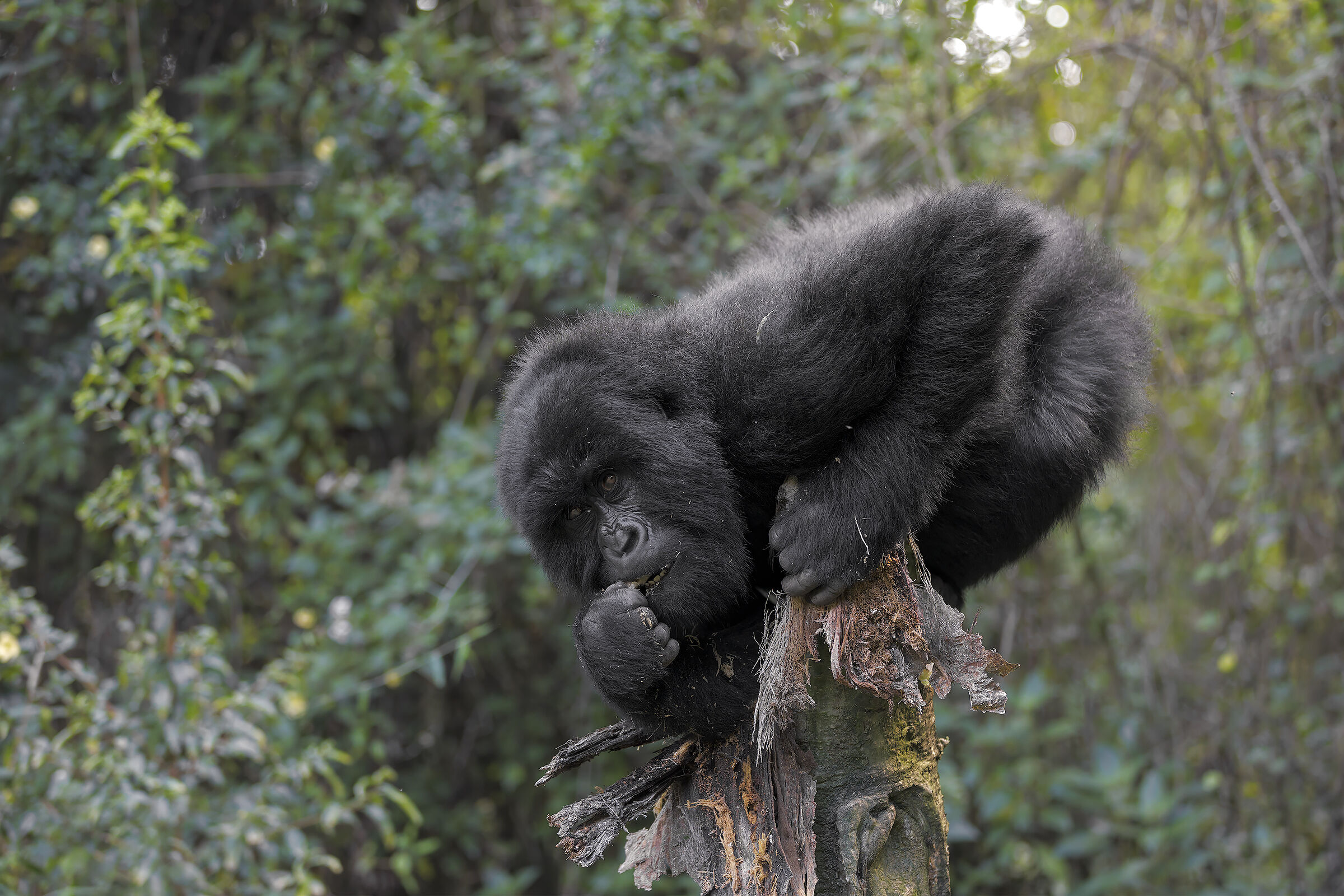 Il mangiatore di termiti
