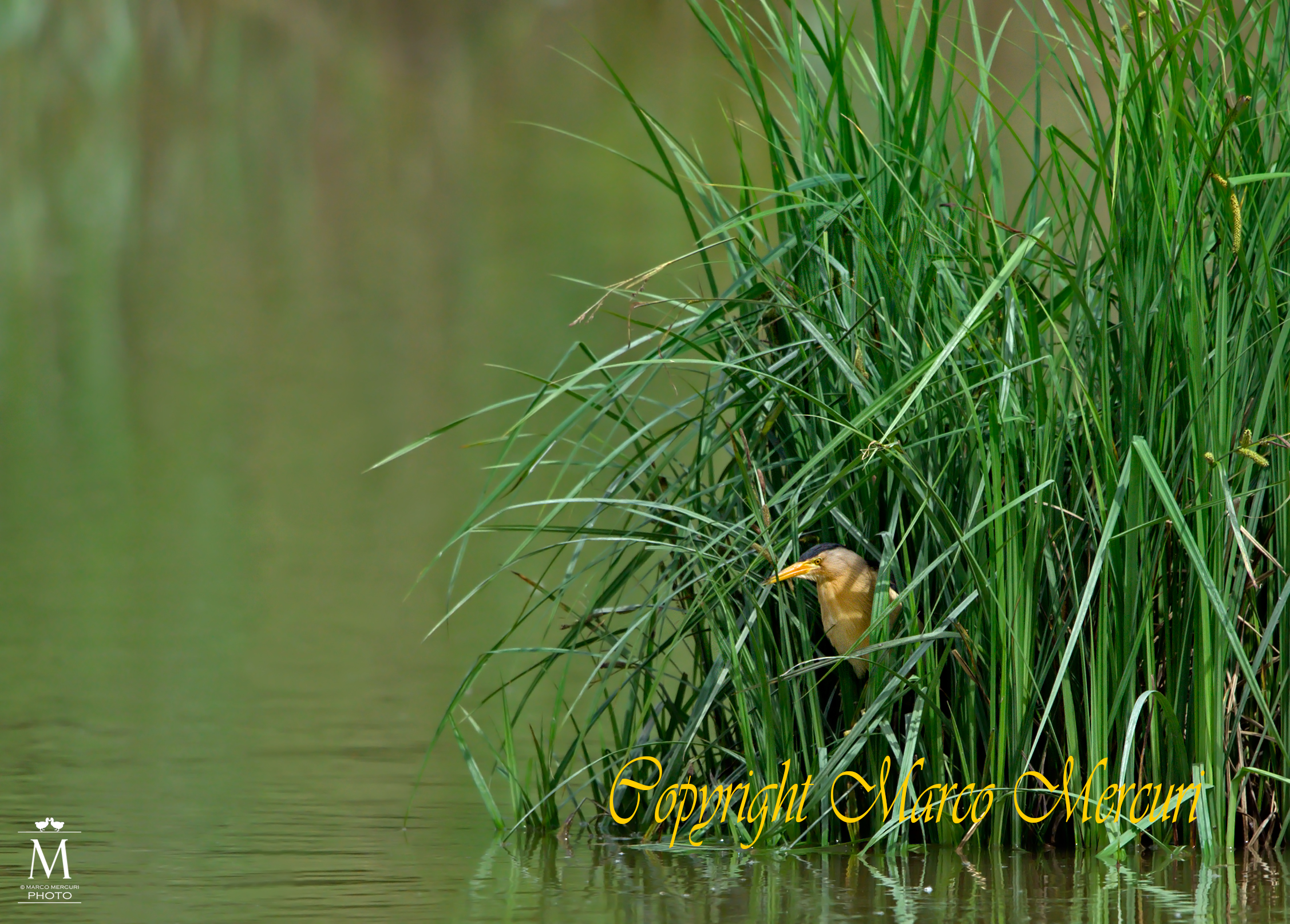 Il Tarabusino Ambientato
