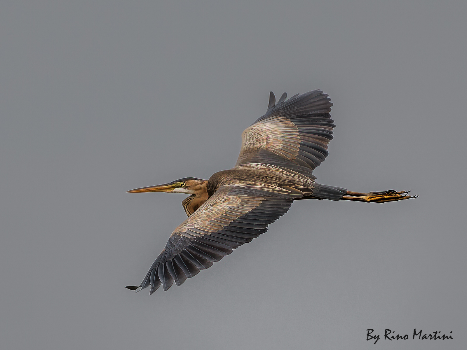 Purple heron